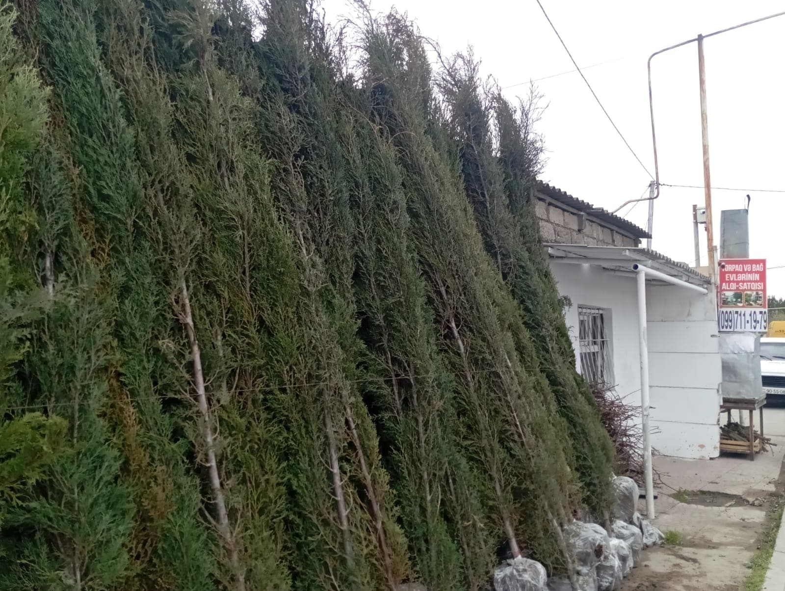 Dekorativ ağaclar