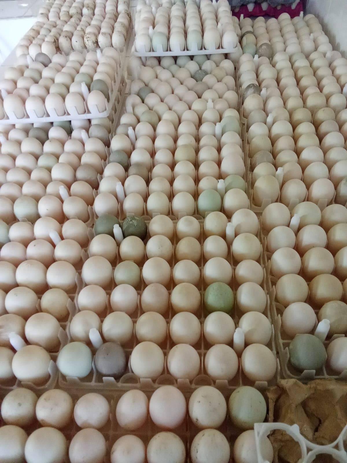 Ördək yumurtası(Mayalı)