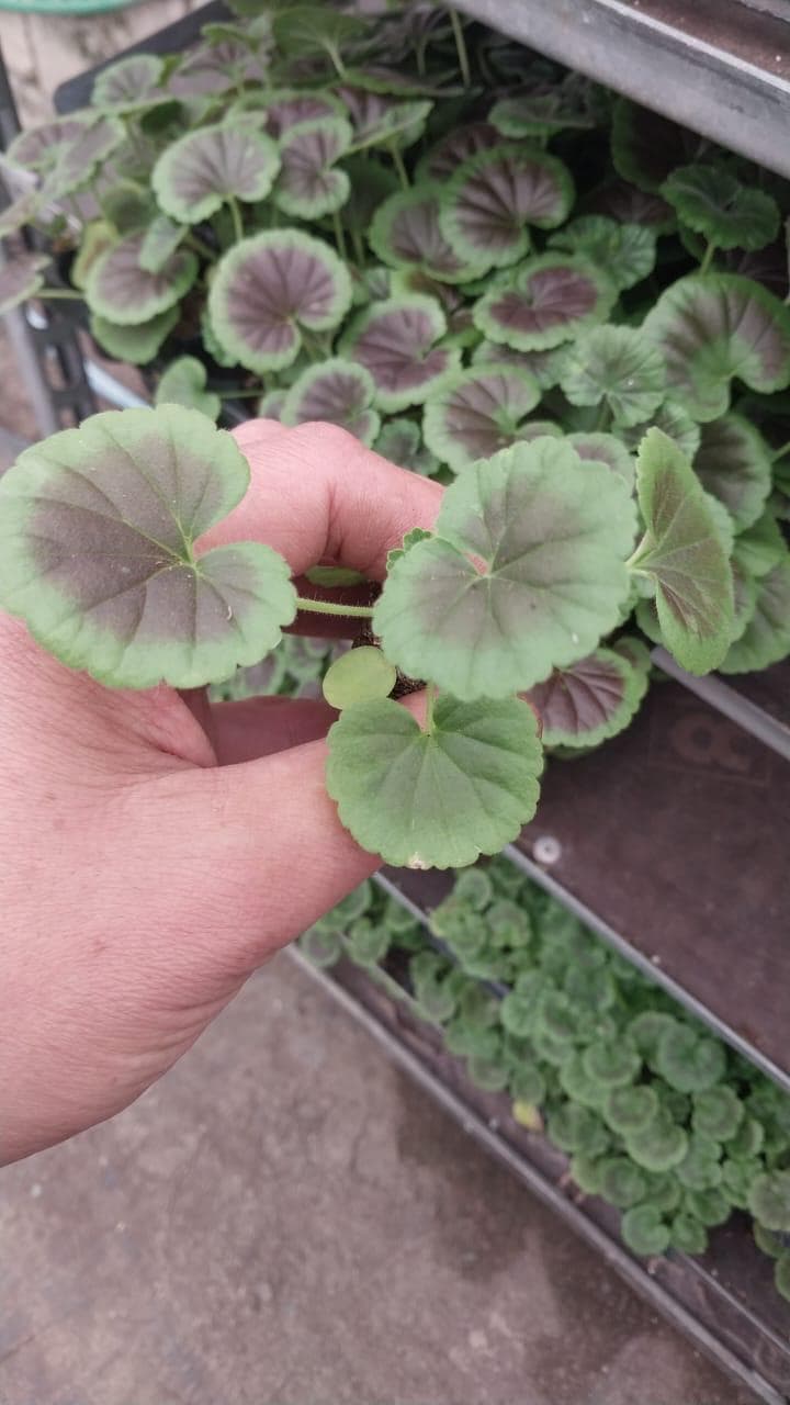 Pelargonium şitili