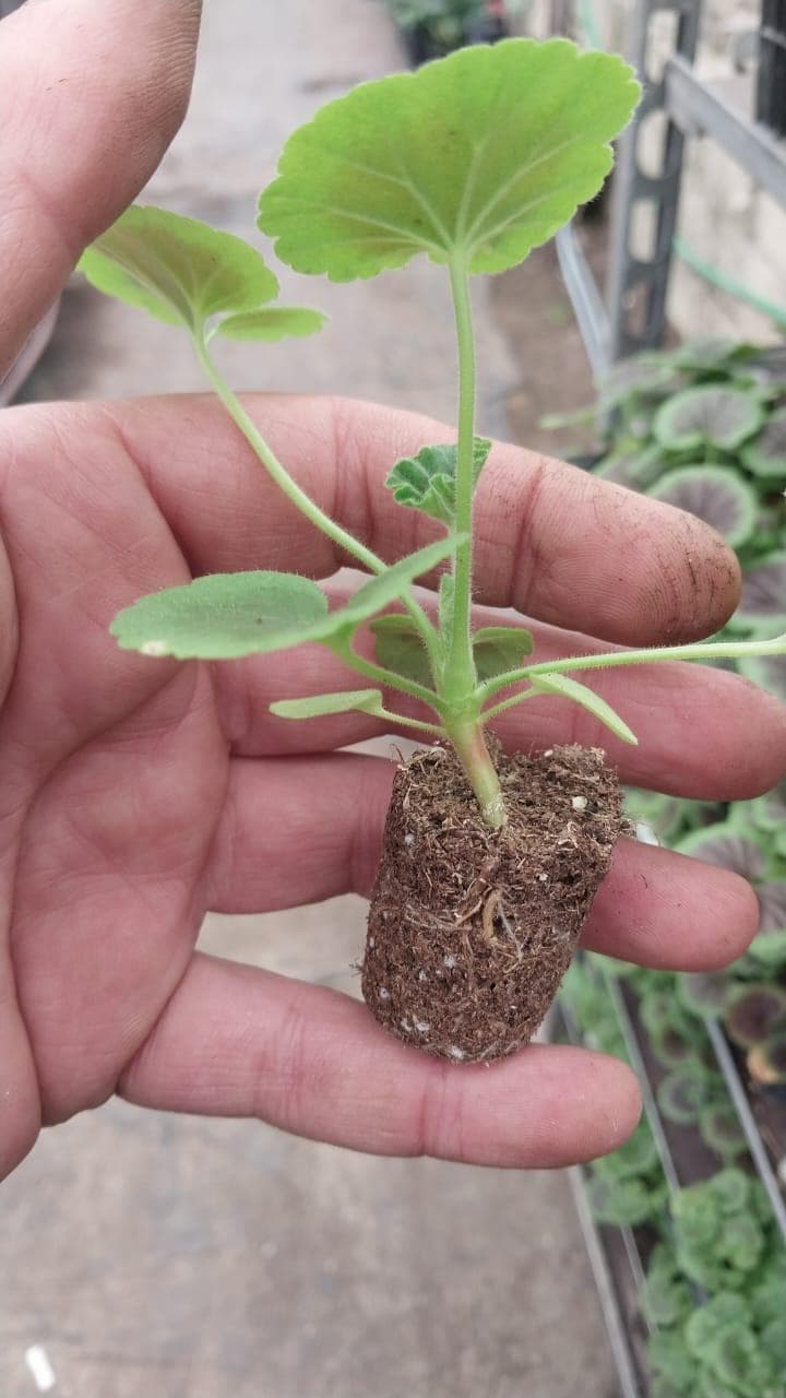 Pelargonium şitili