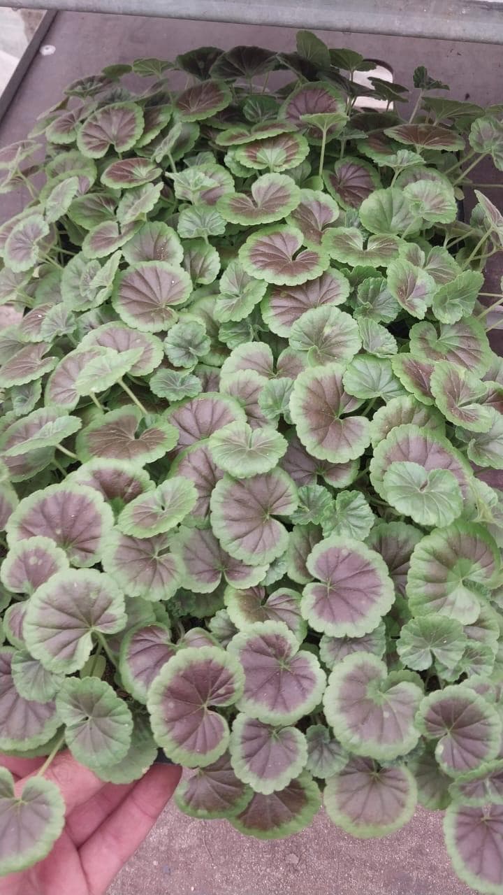 Pelargonium şitili