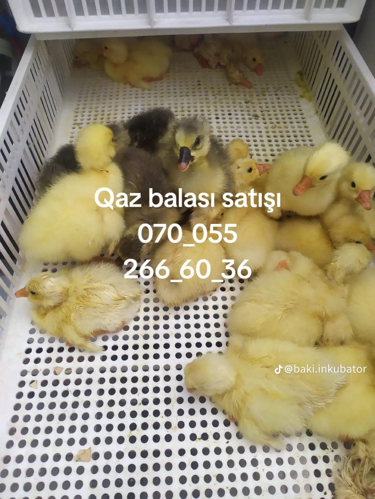 Qaz balası