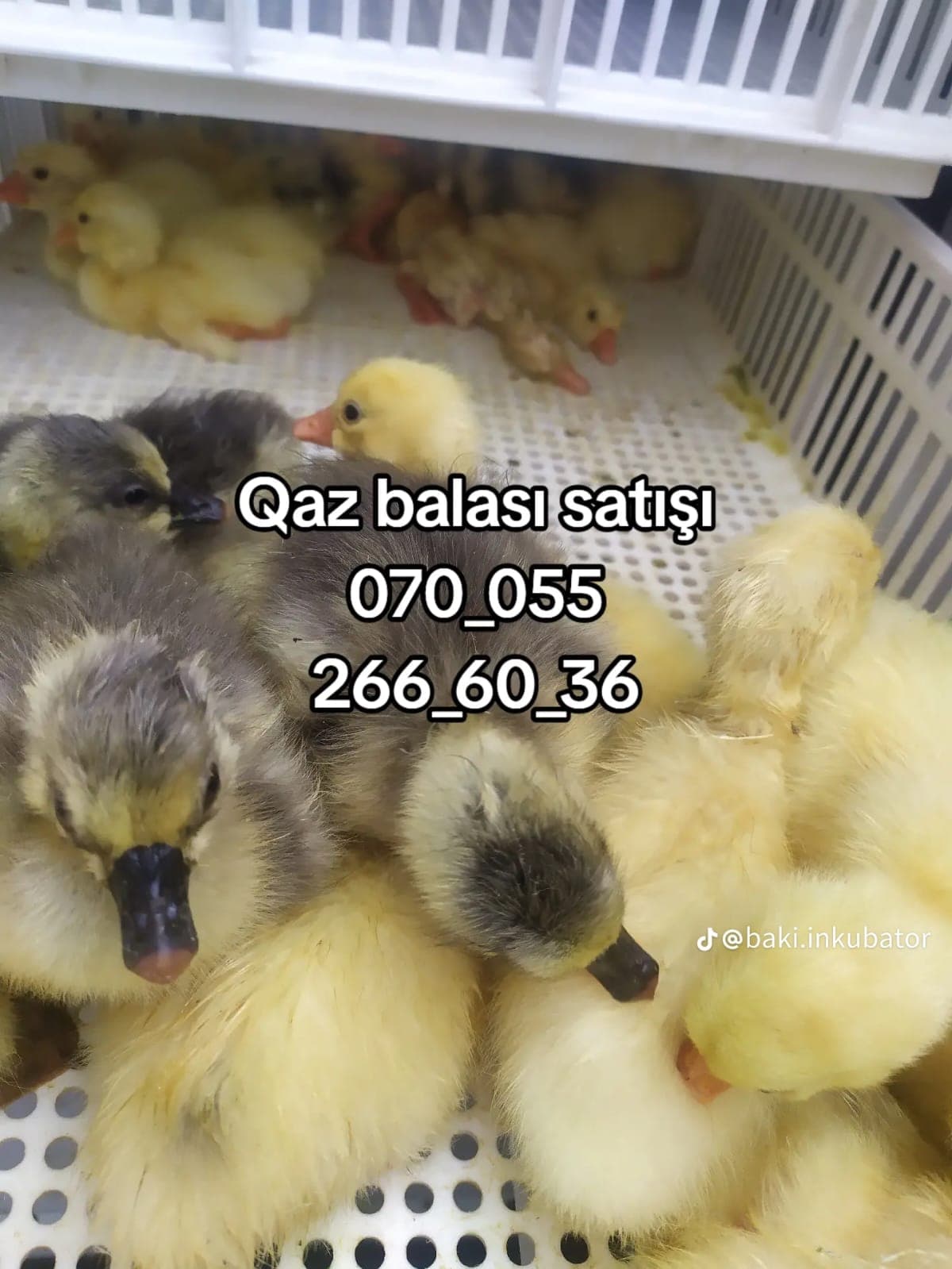 Qaz balası