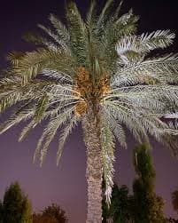 Finik palması