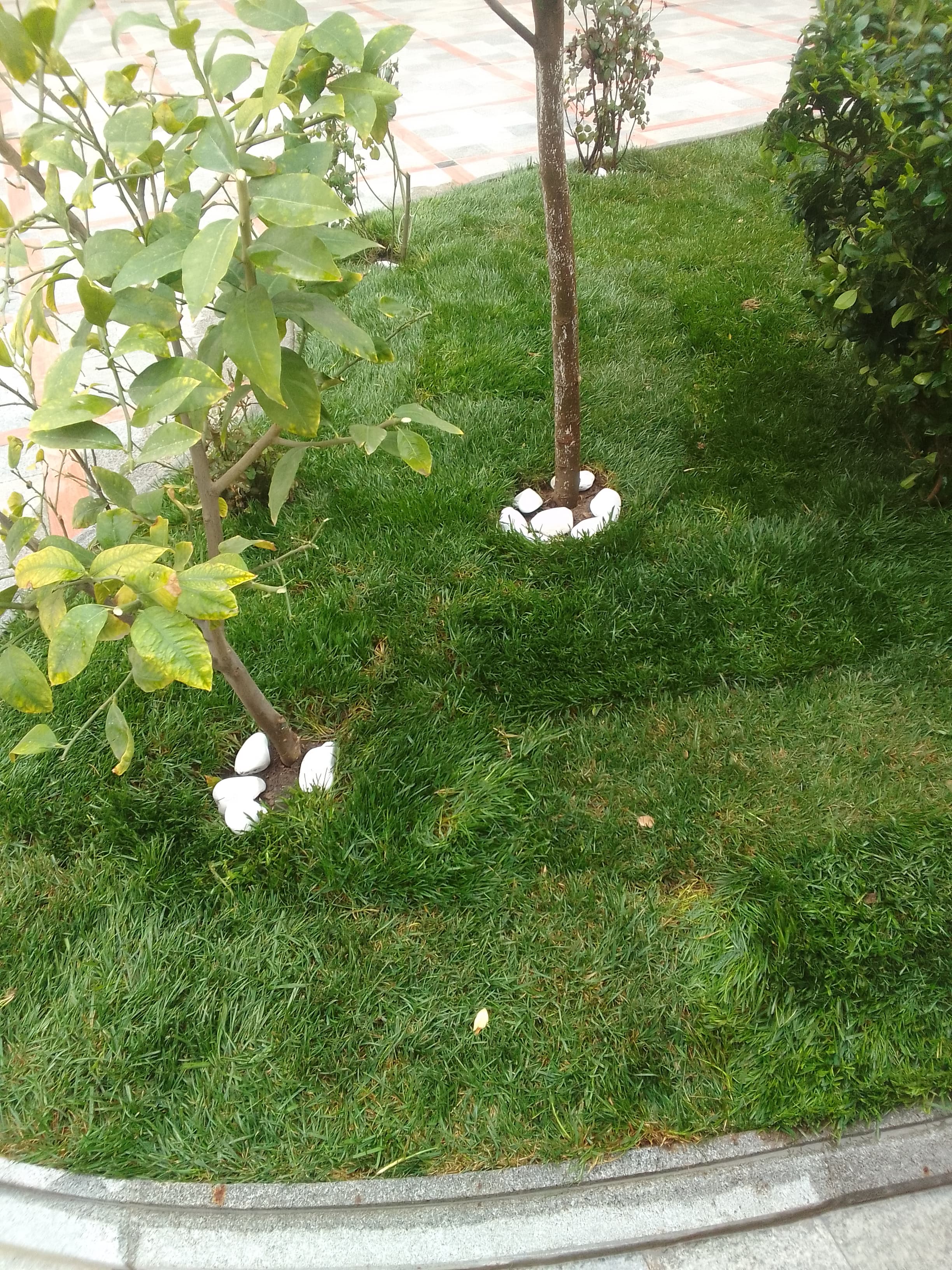 Qazon satışı