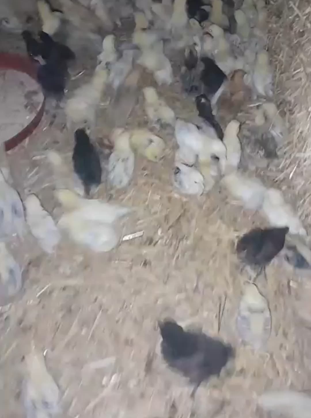Cücə satışı