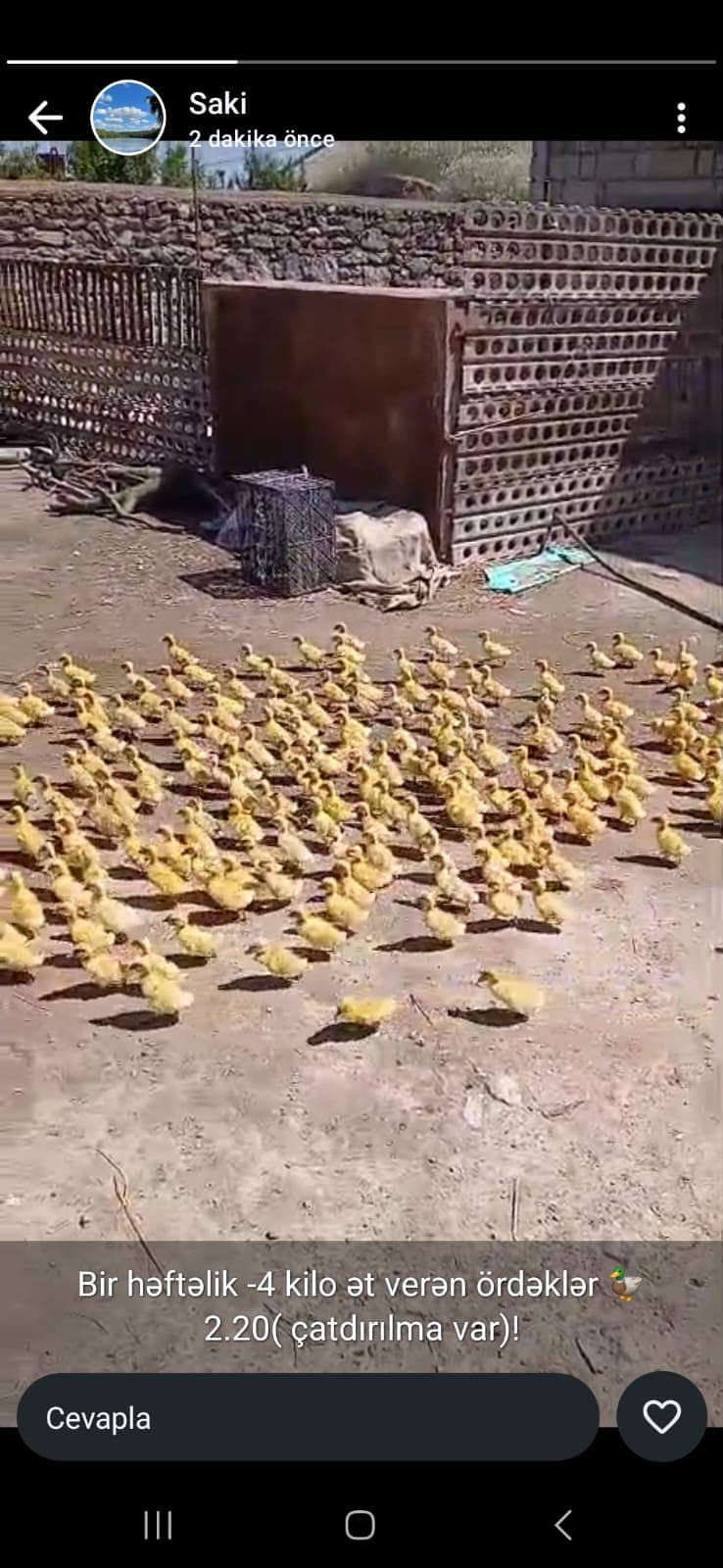 Ördək. Pekin və yaşıl baş