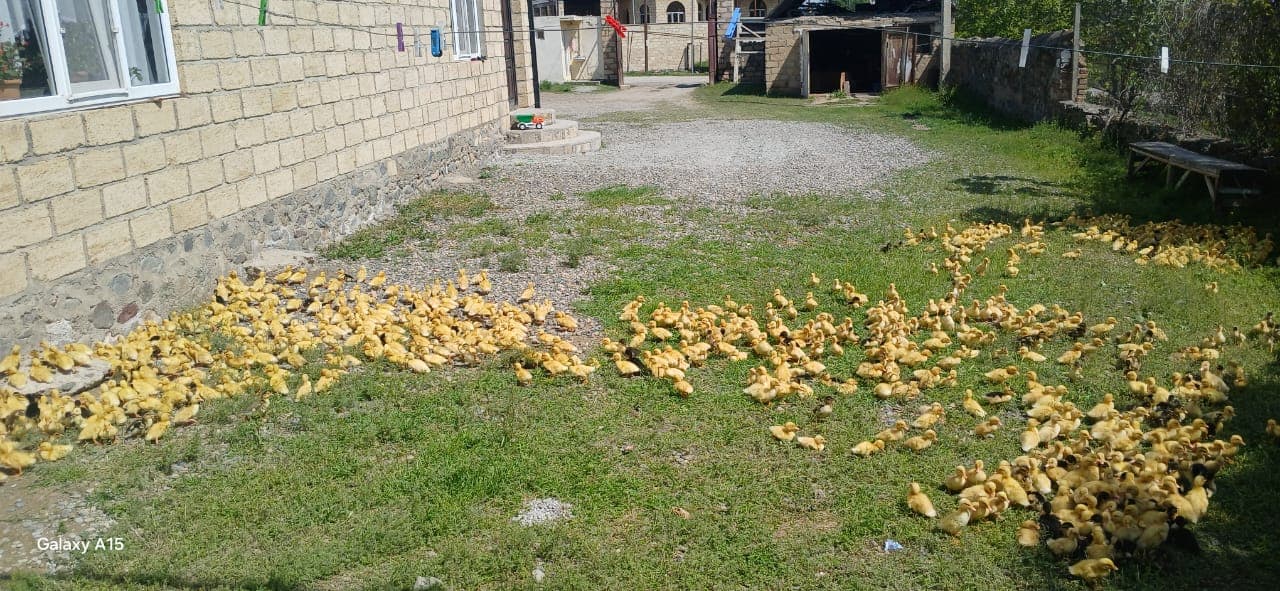 Ördək. Pekin və yaşıl baş