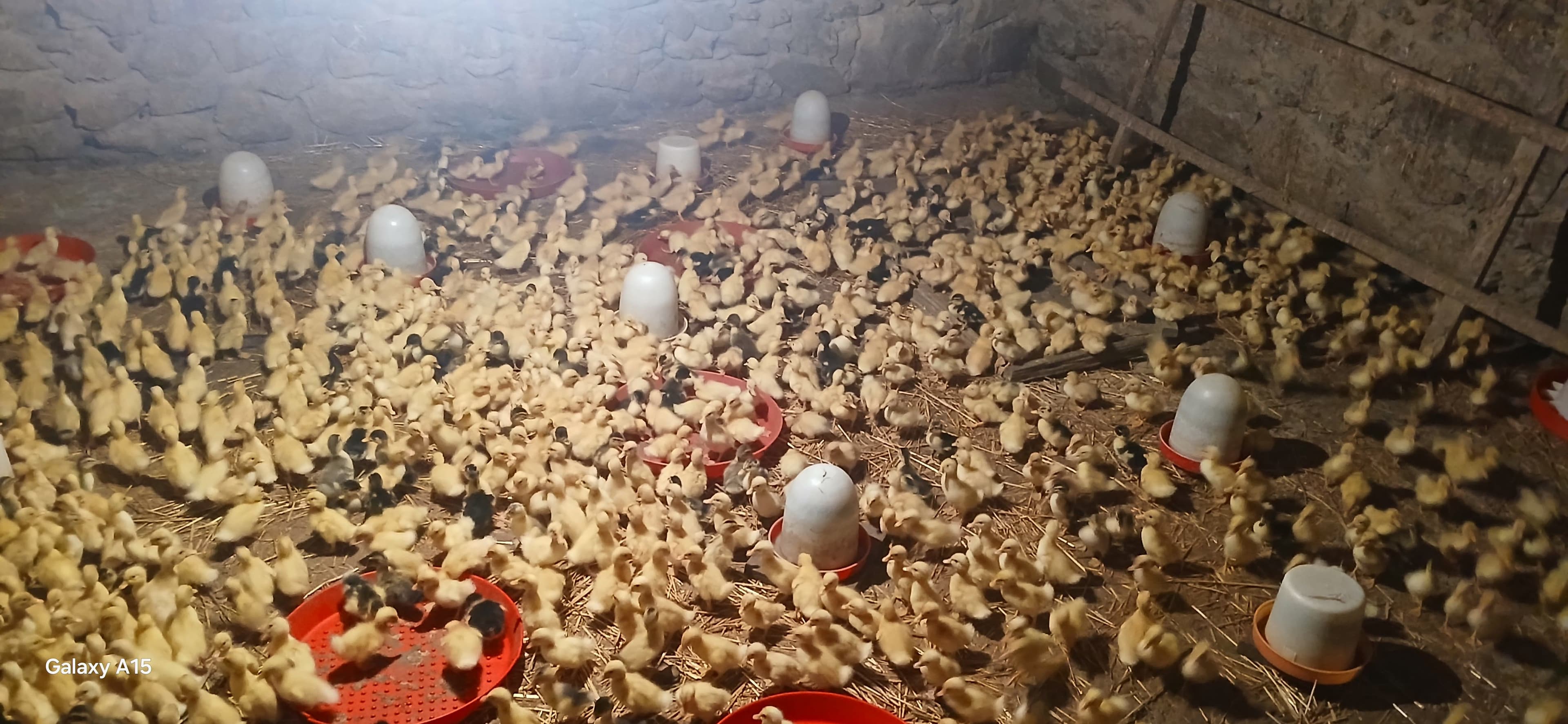 Ördək. Pekin və yaşıl baş