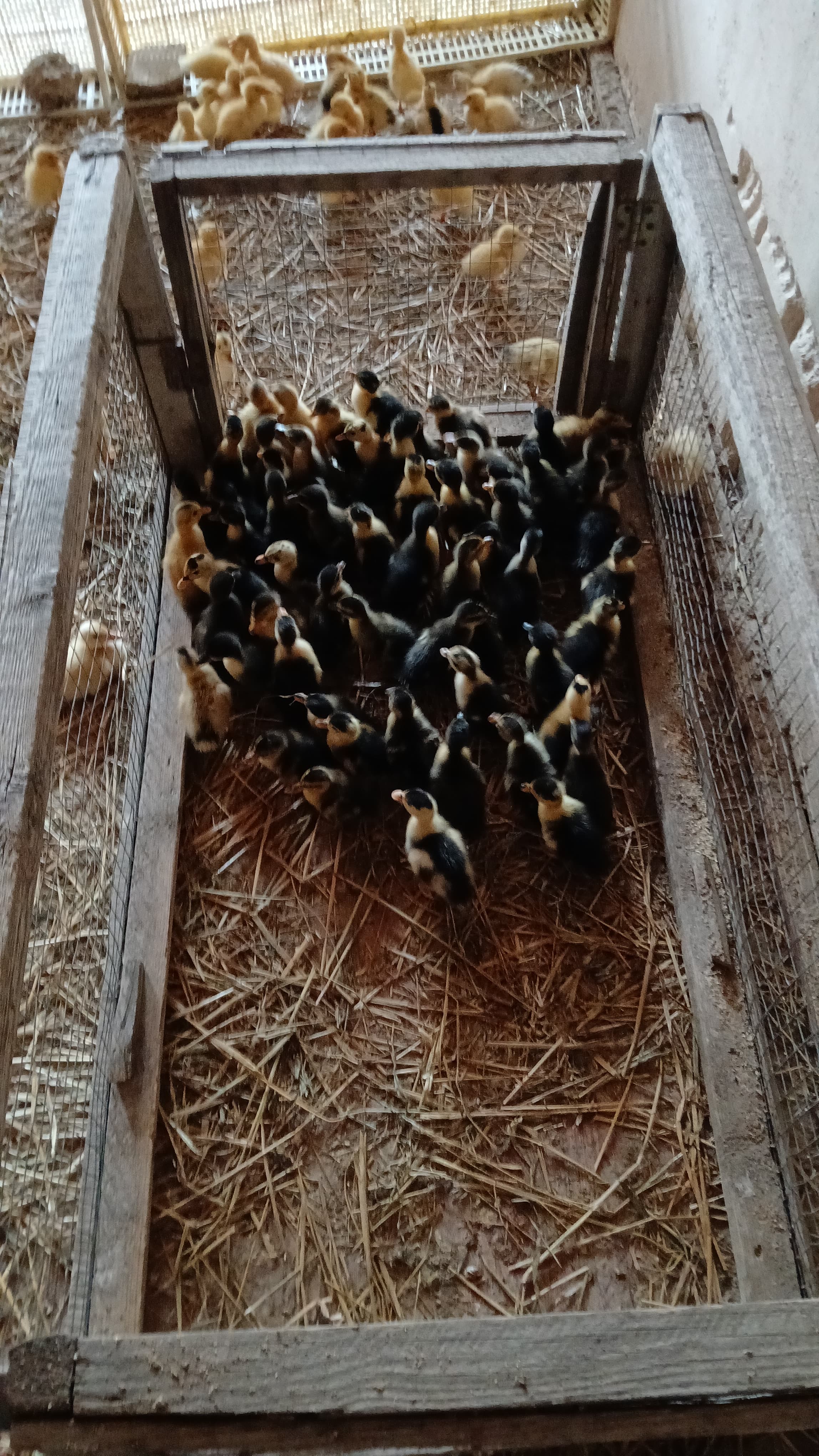 Ördək. Pekin və yaşıl baş