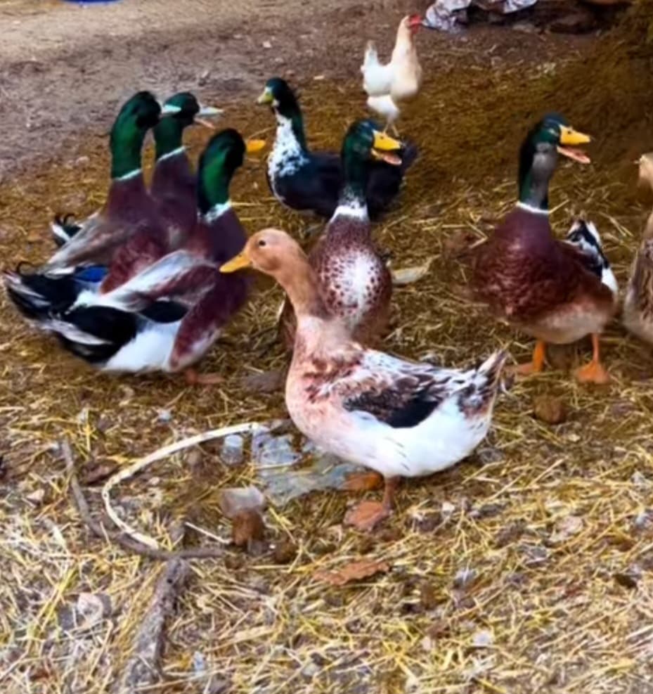 Ördək. Pekin və yaşıl baş