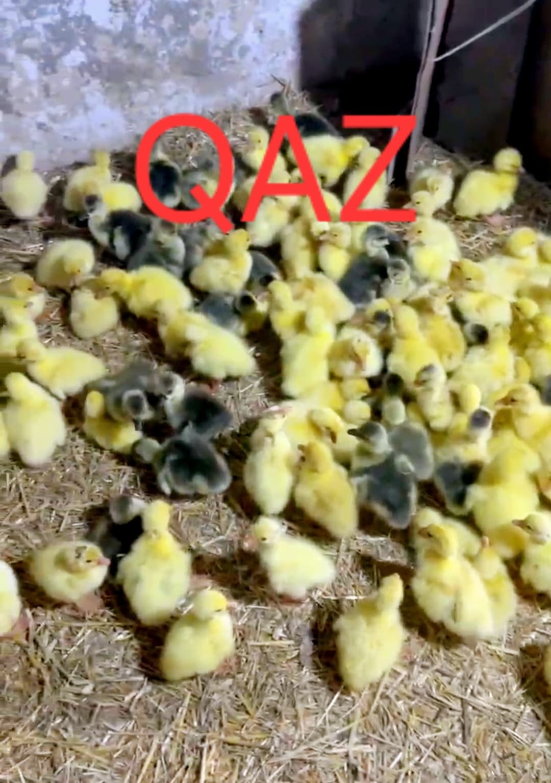 Ördək. Pekin və yaşıl baş