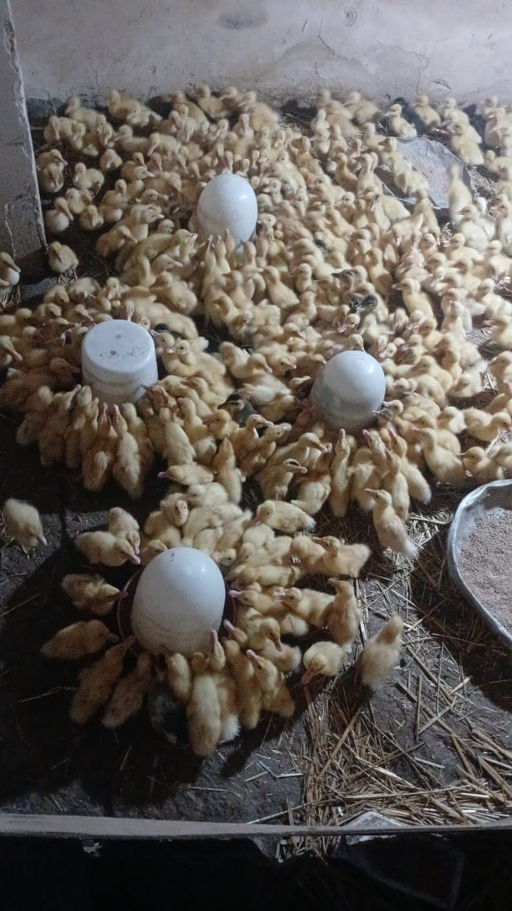 Ördək. Pekin və yaşıl baş