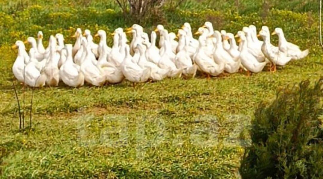 Ördək. Pekin və yaşıl baş
