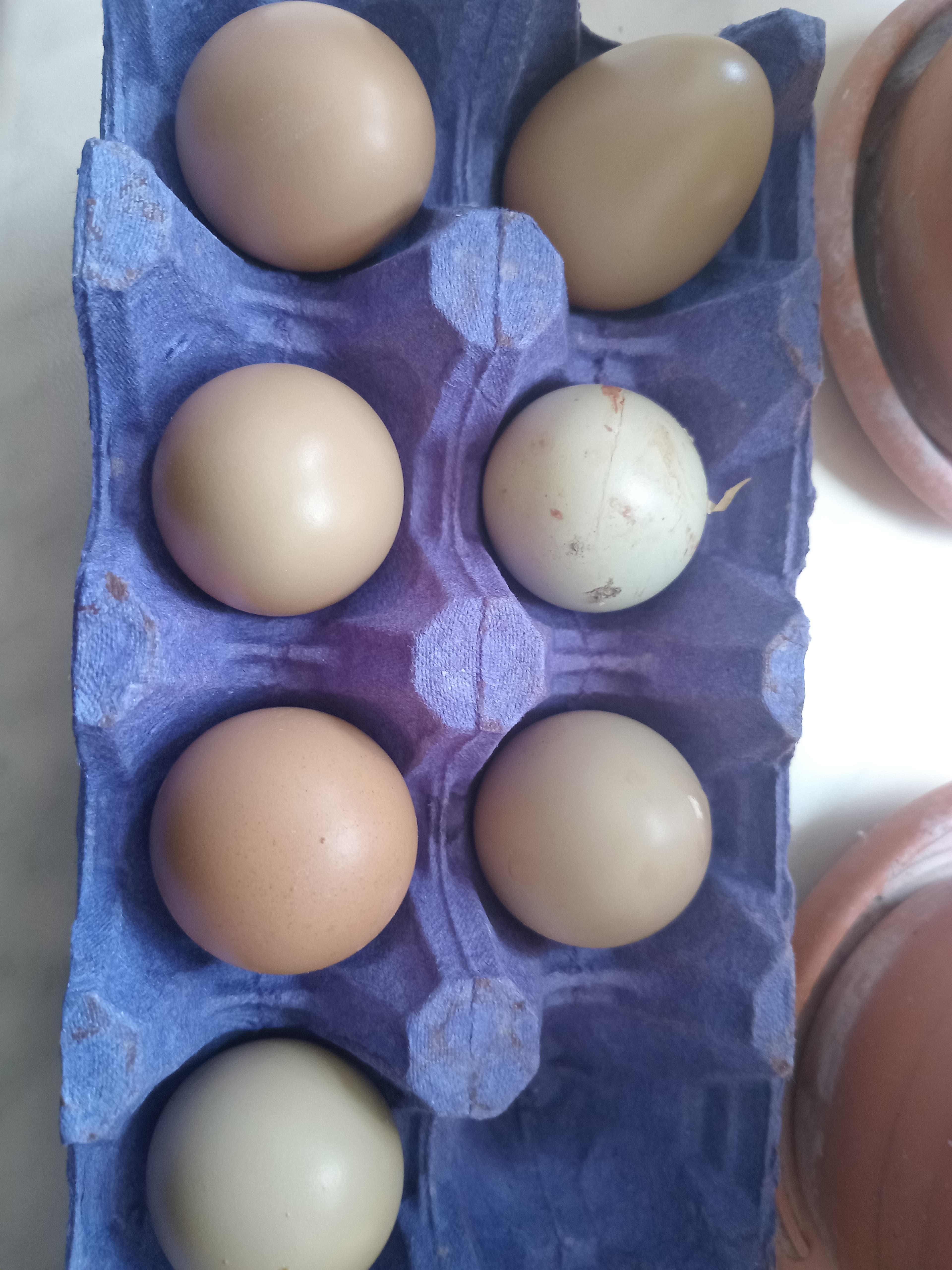 Qırqovul yumurtası