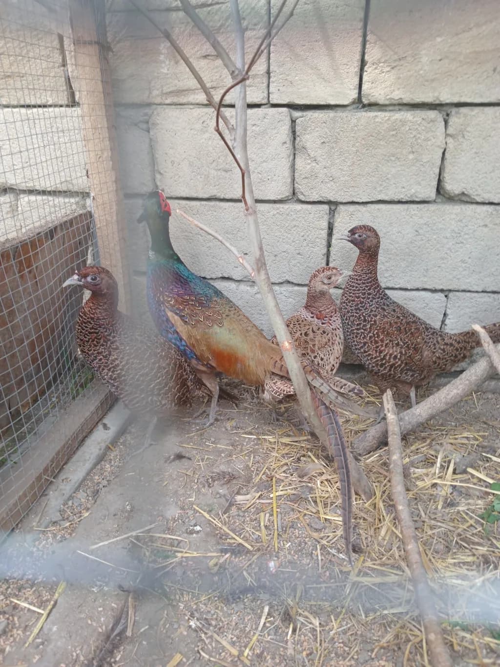 Qırqovul