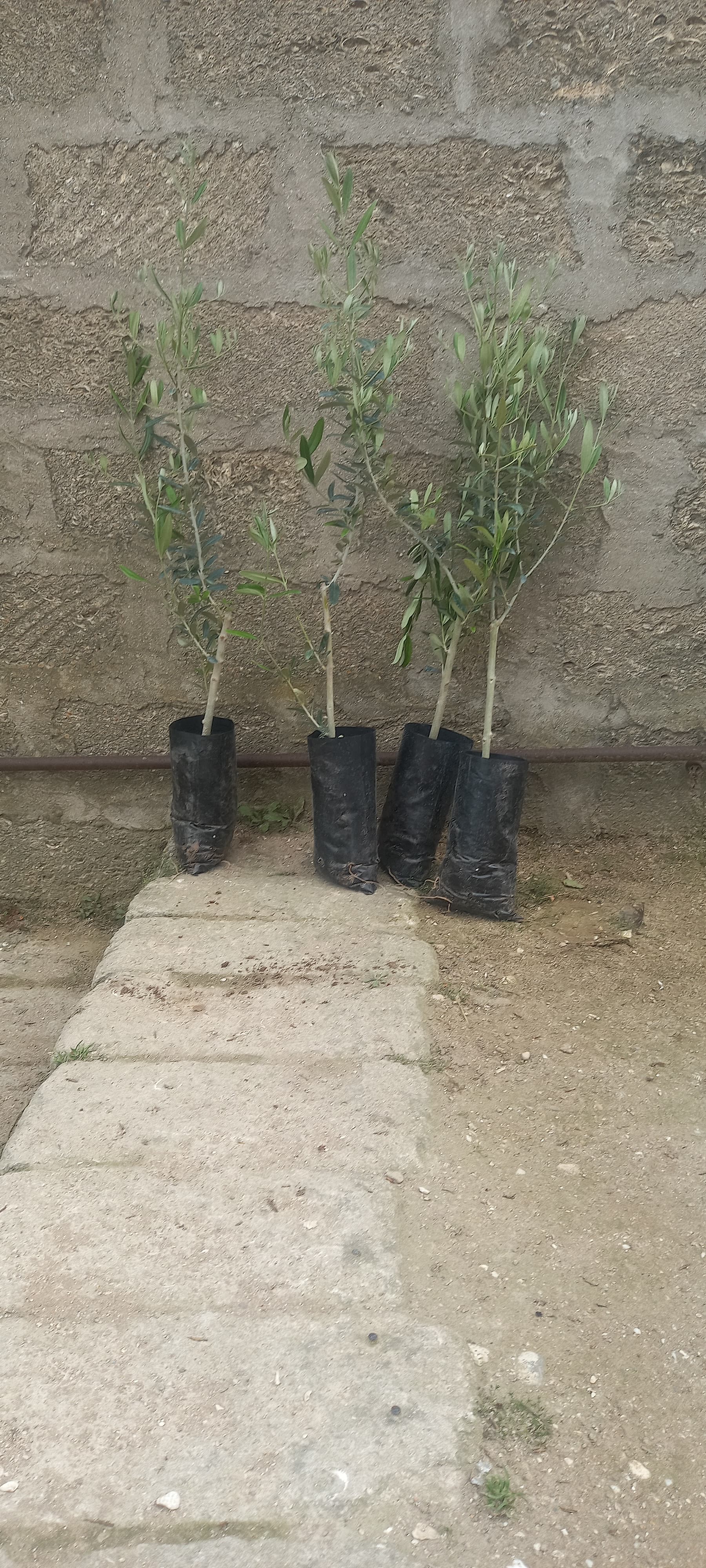Zeytun ağacı