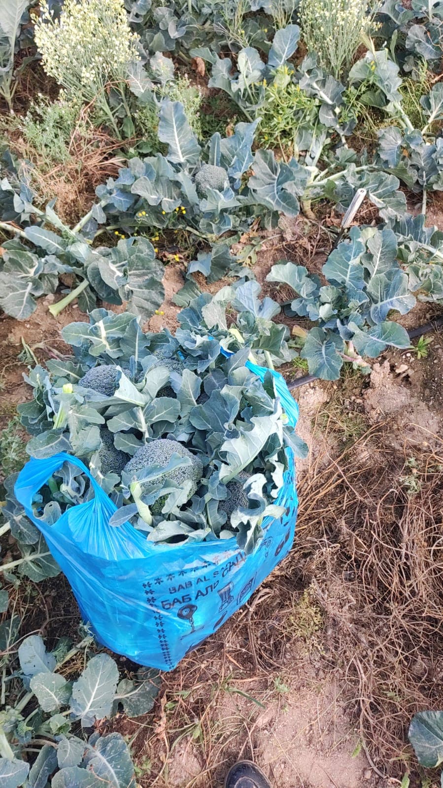 Brokolli satışı
