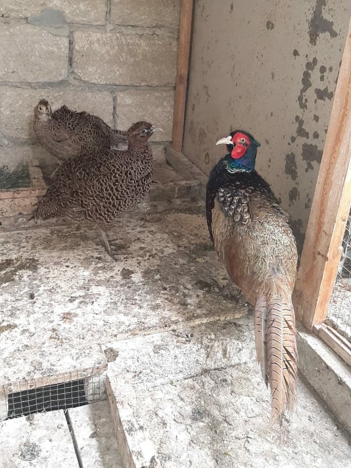 Qırqovul