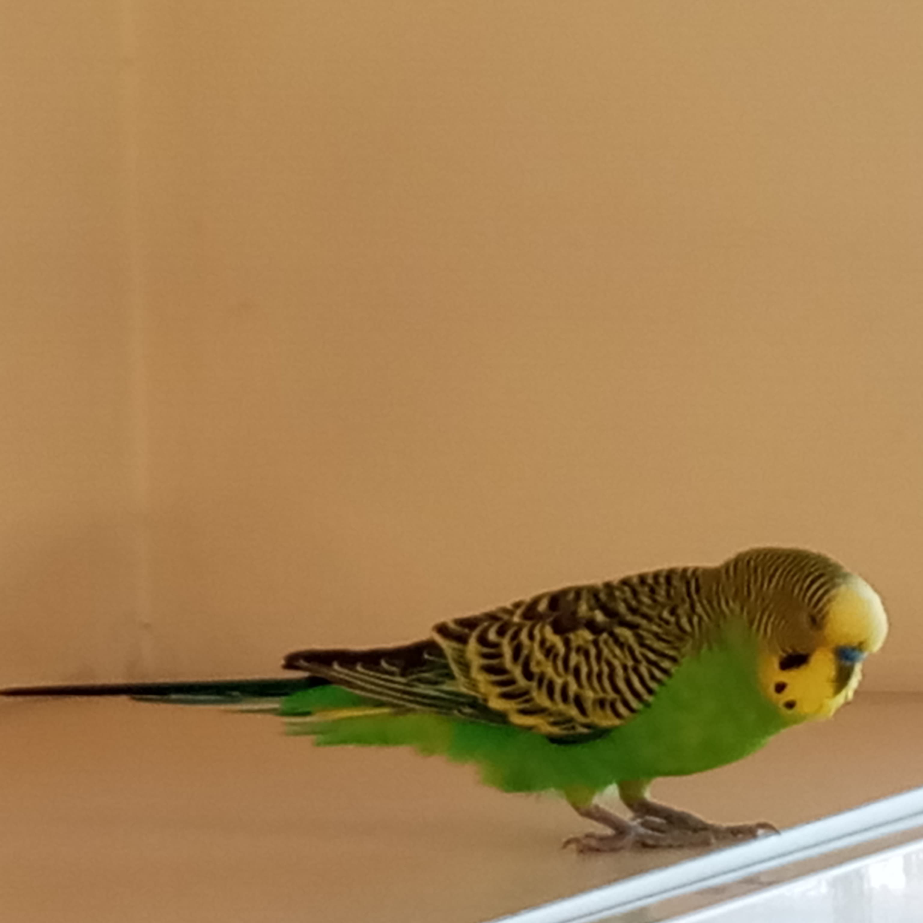 Papuqay