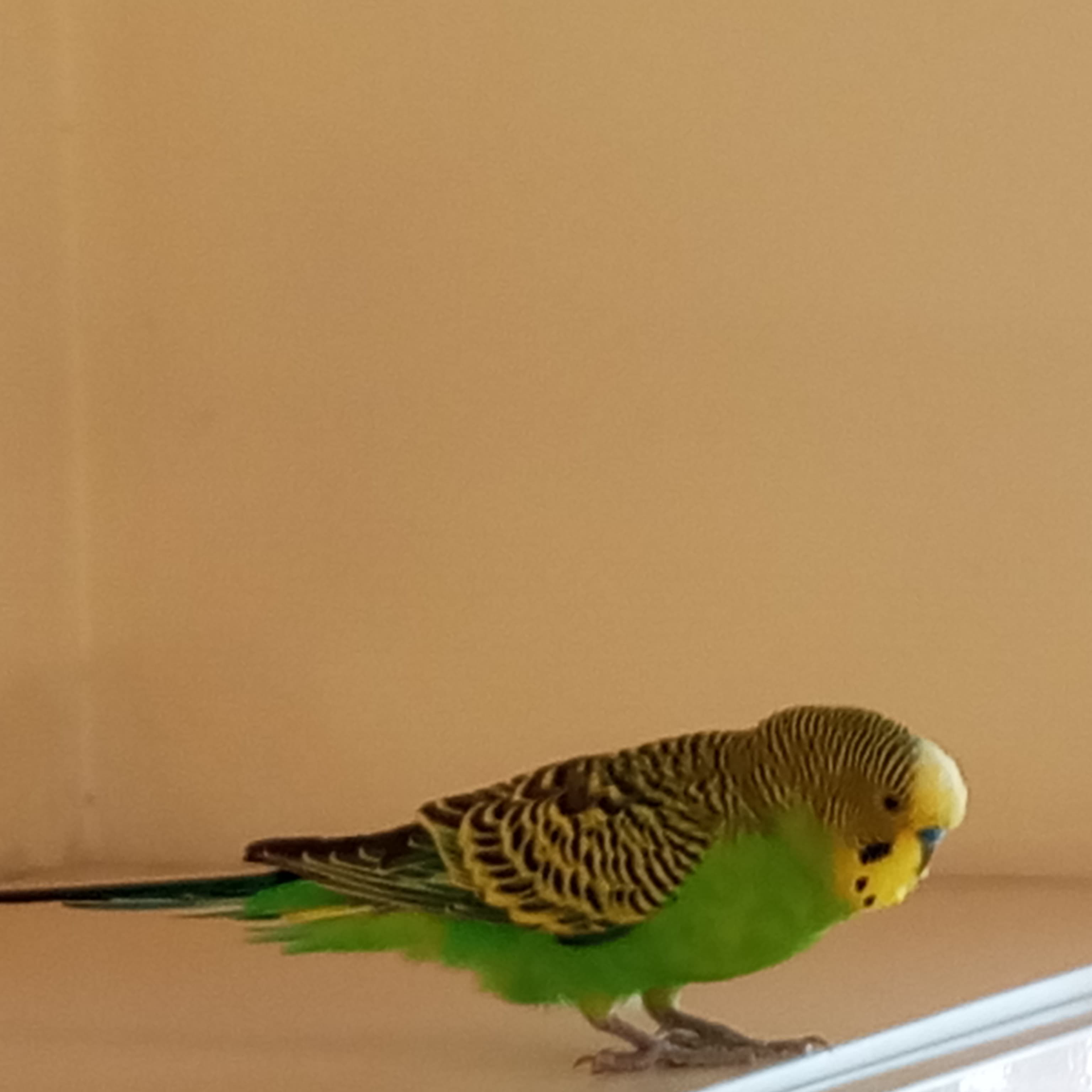 Papuqay