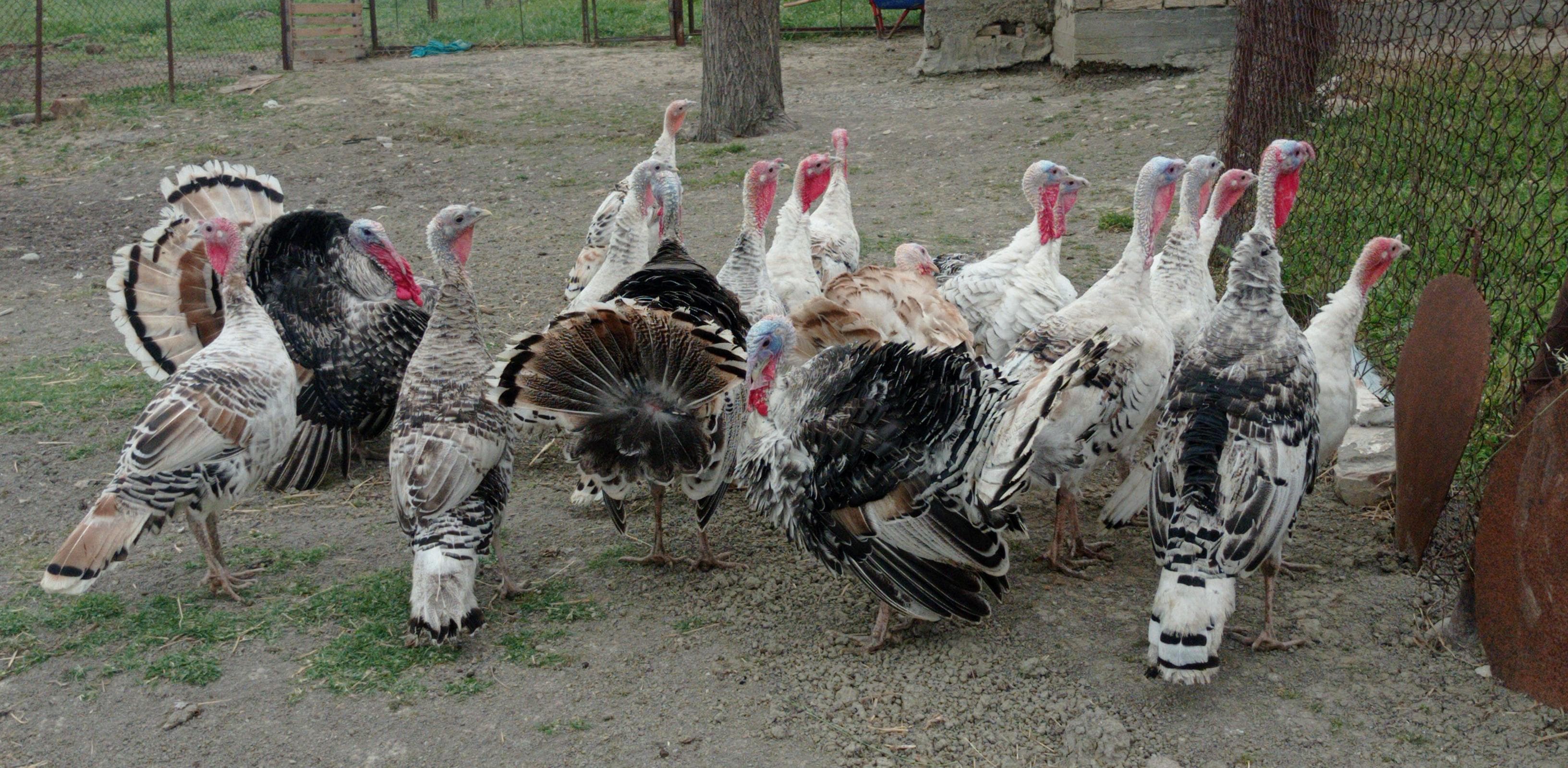 Hinduşka