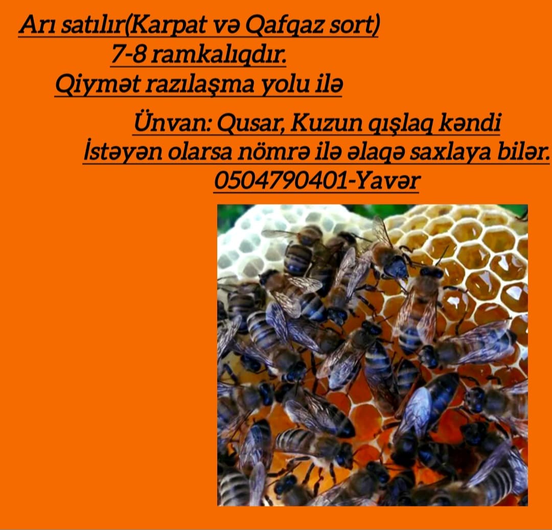 Arı satışı