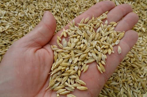 Arpa satılır qiymət 50 qəpik Ağcabədidə