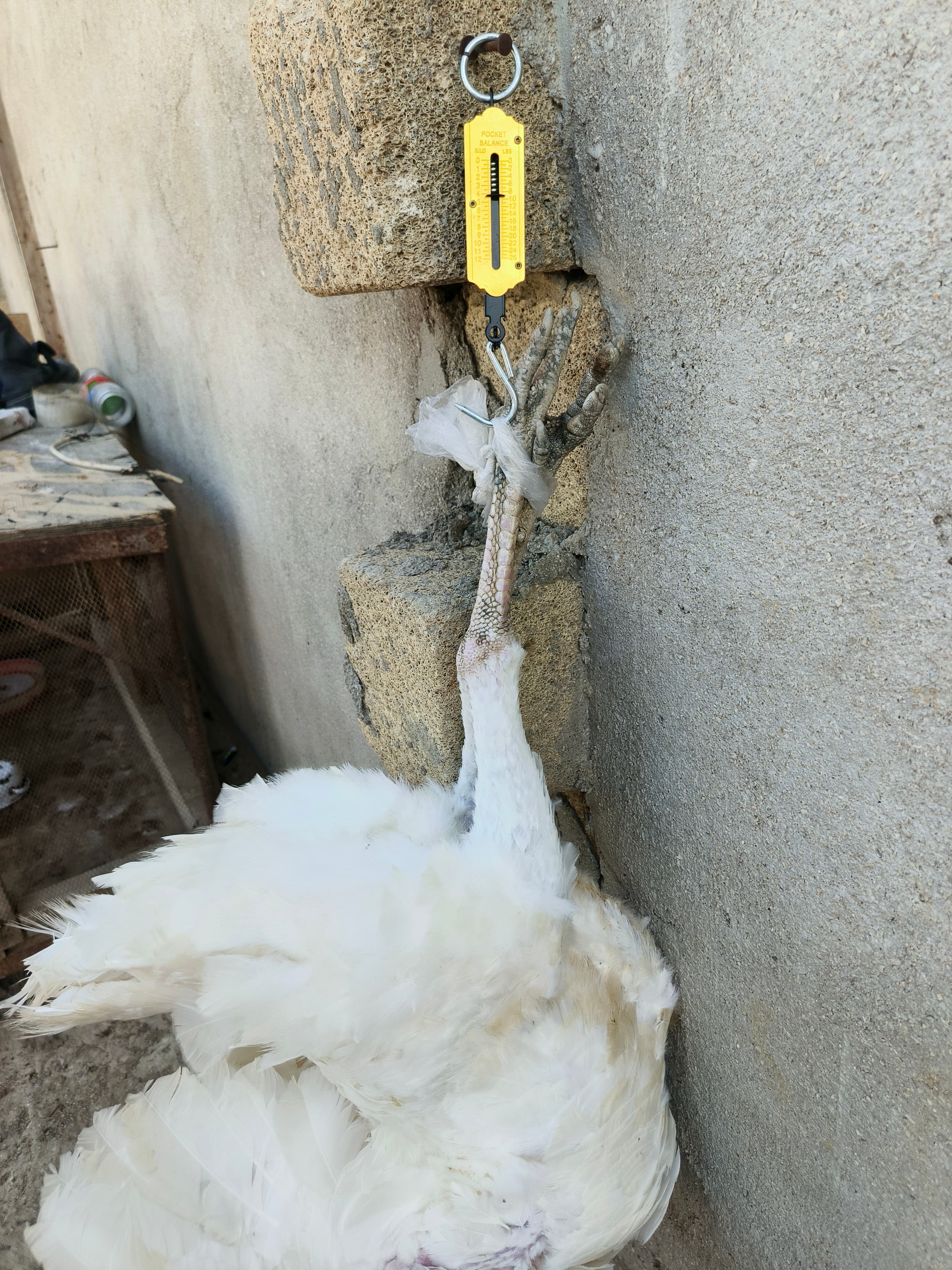 Hinduşka satılır təcili