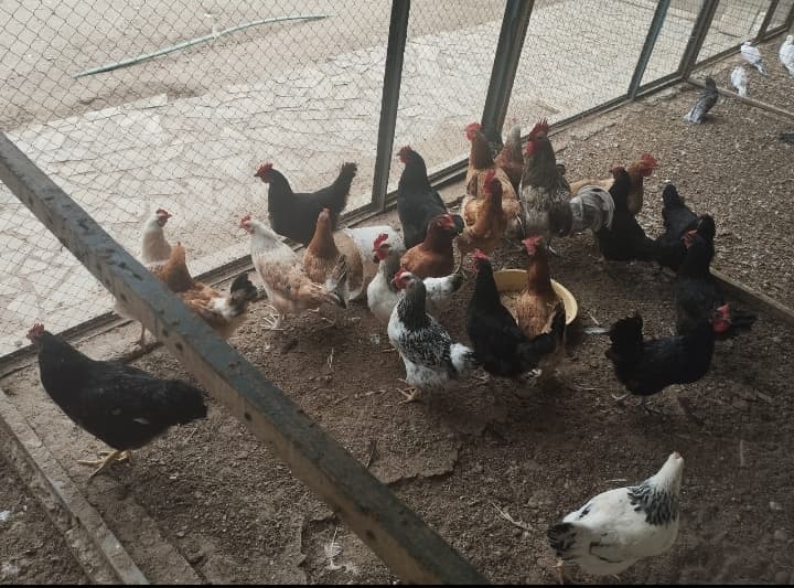 Toyuqlar Cəm halda satılır