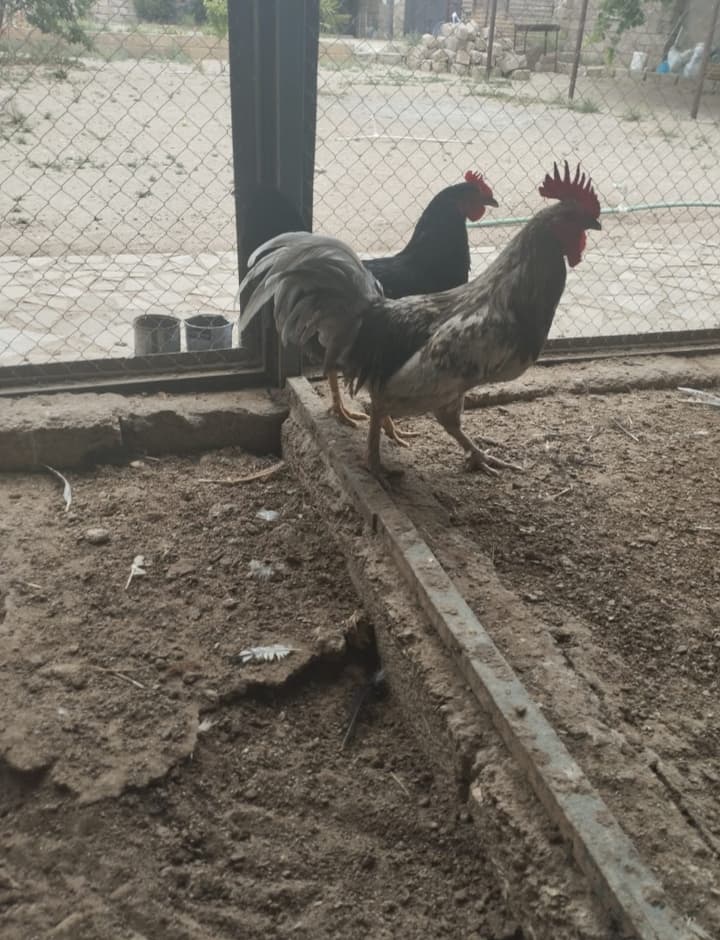 Toyuqlar Cəm halda satılır