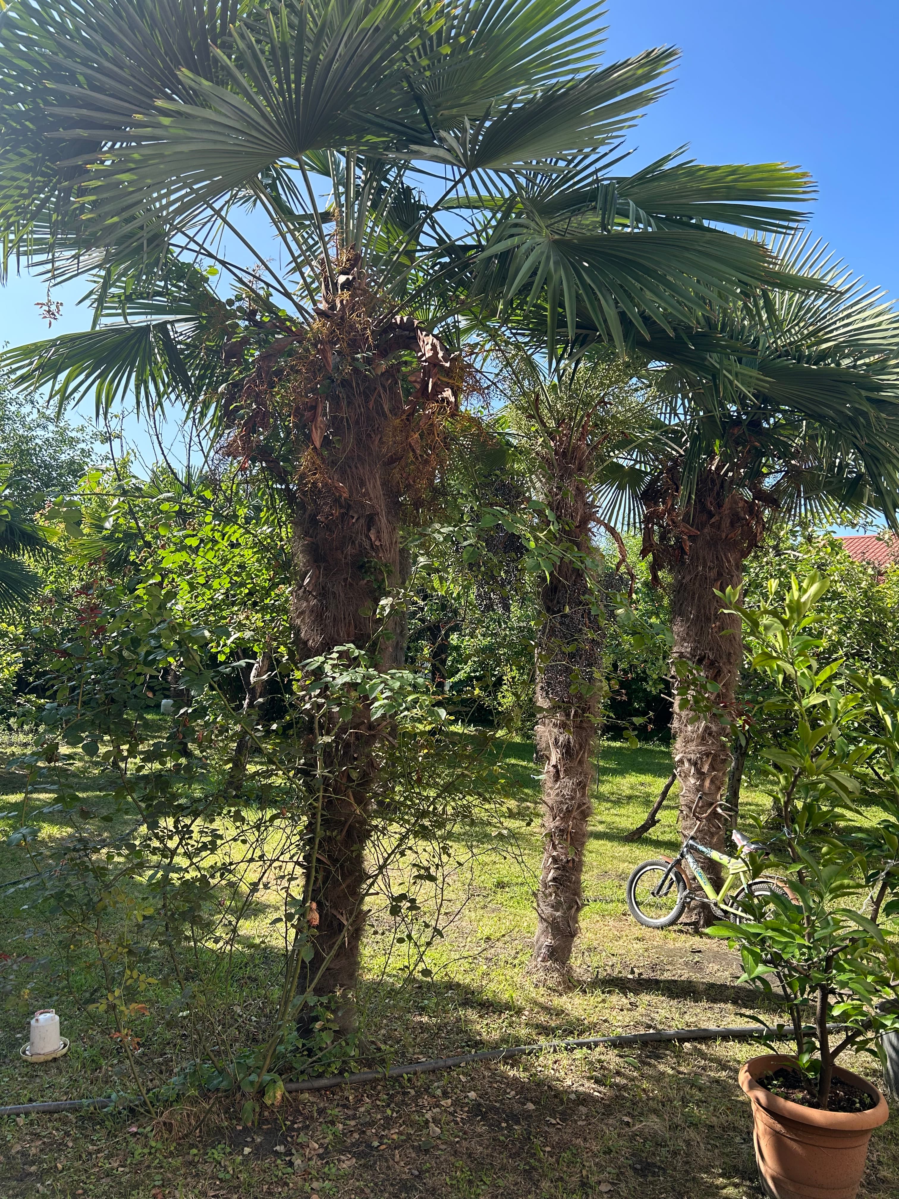 Palma ağacı
