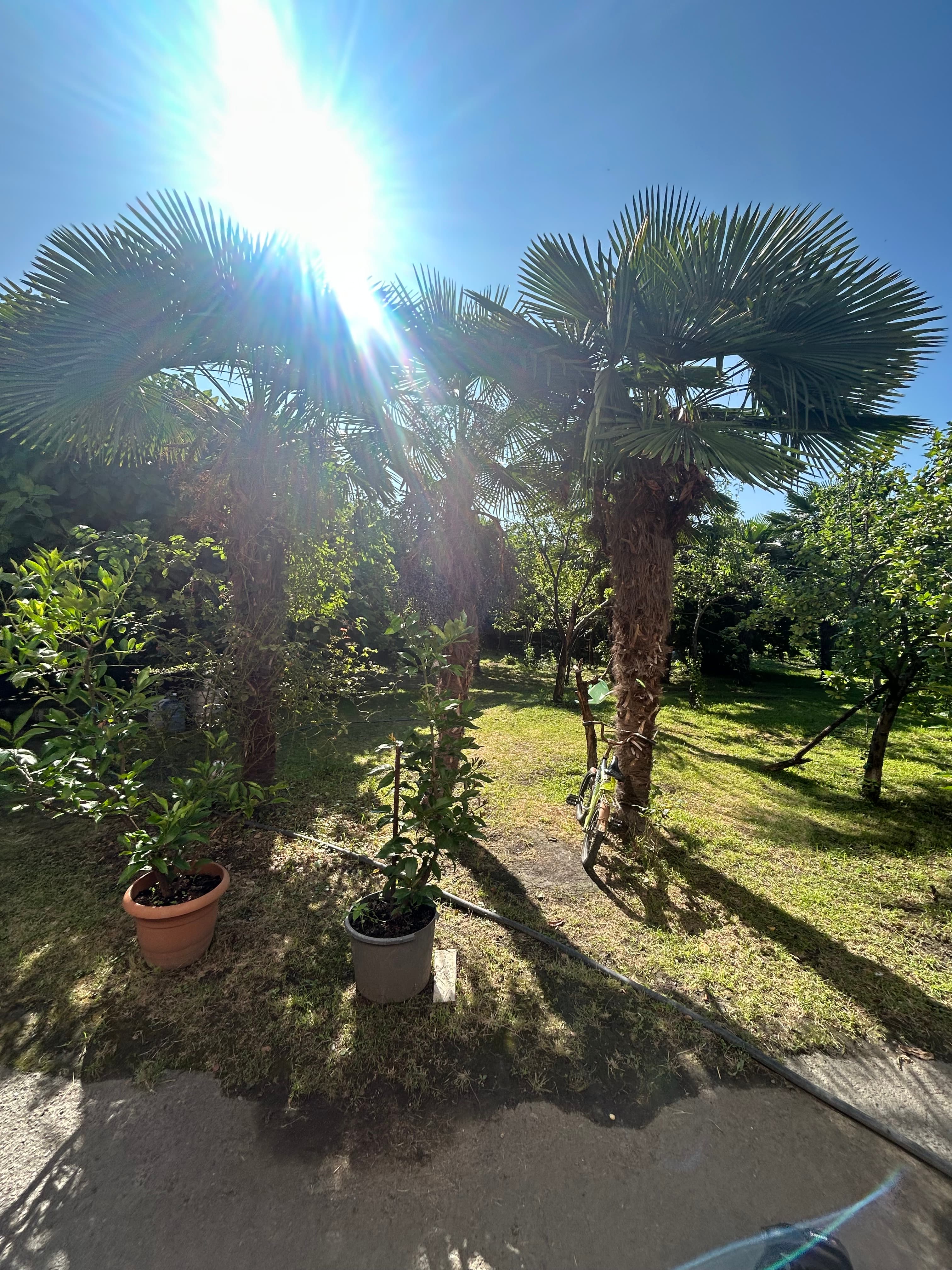 Palma ağacı