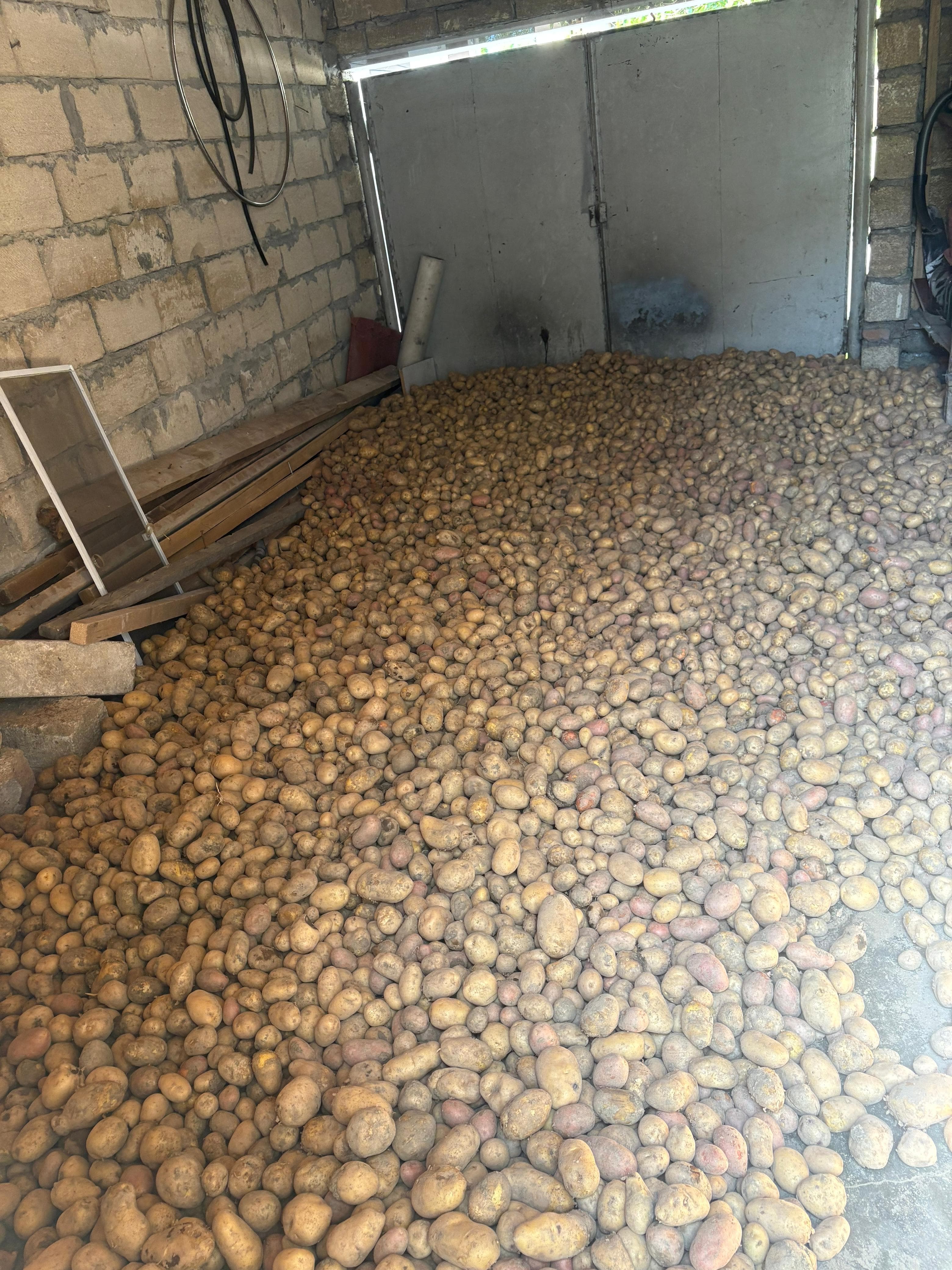 Balakən dağ kartoşkası