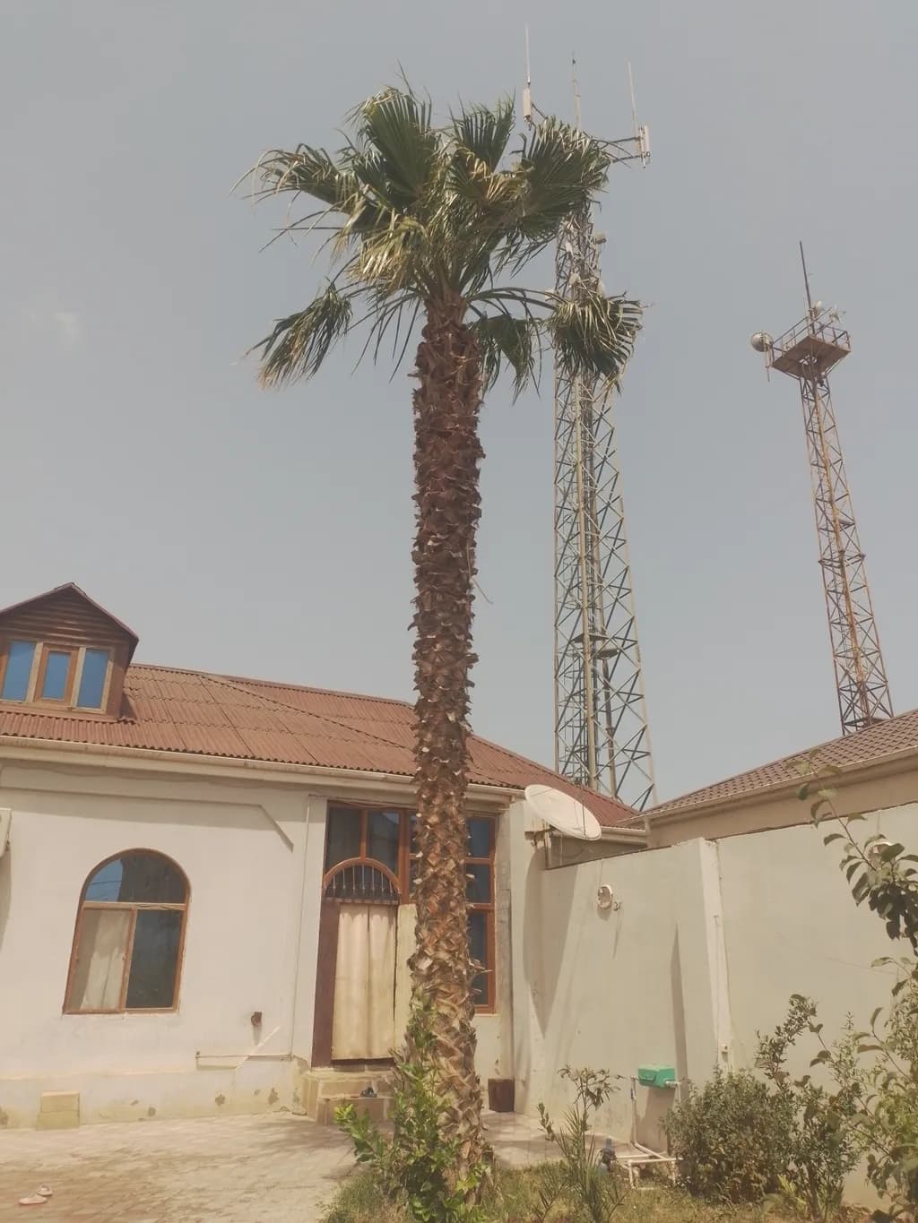 Palma ağacı satılır