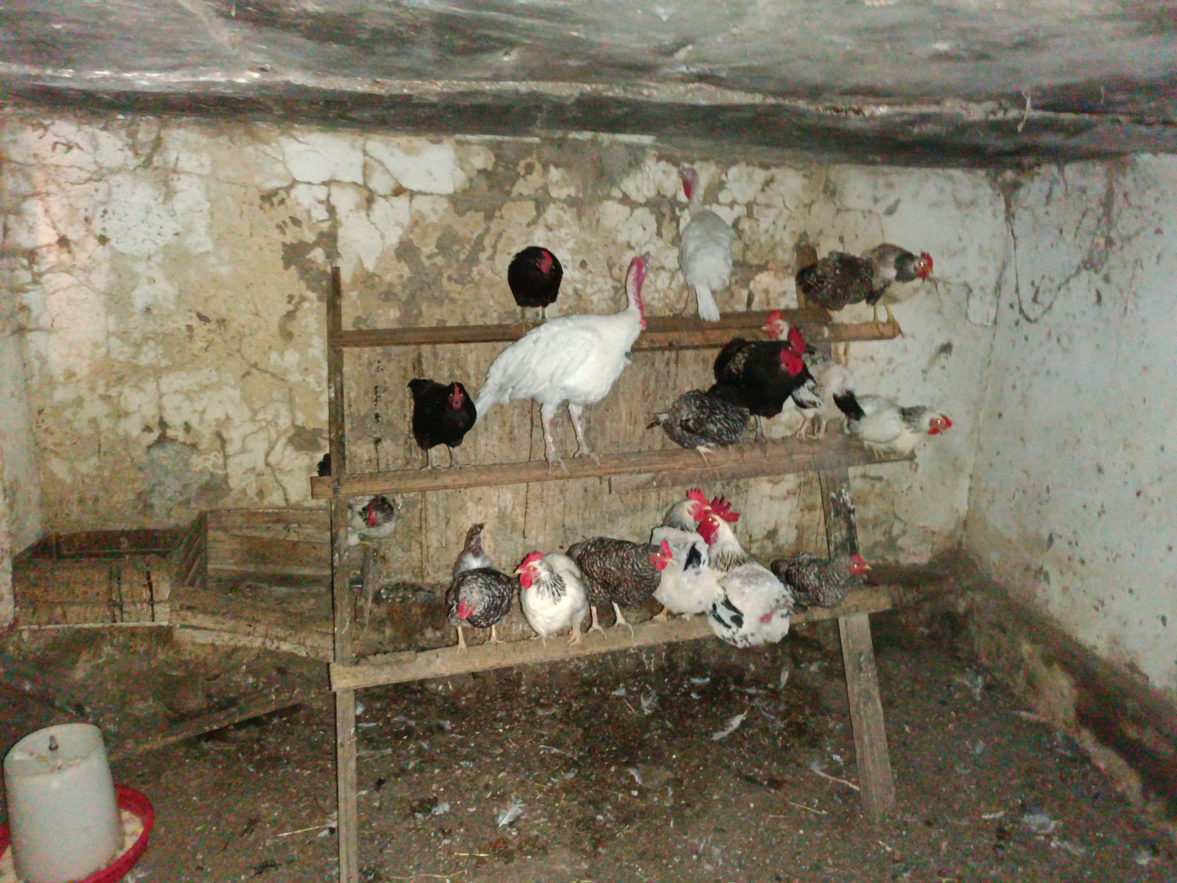 Yumurtlayan toyuqlar