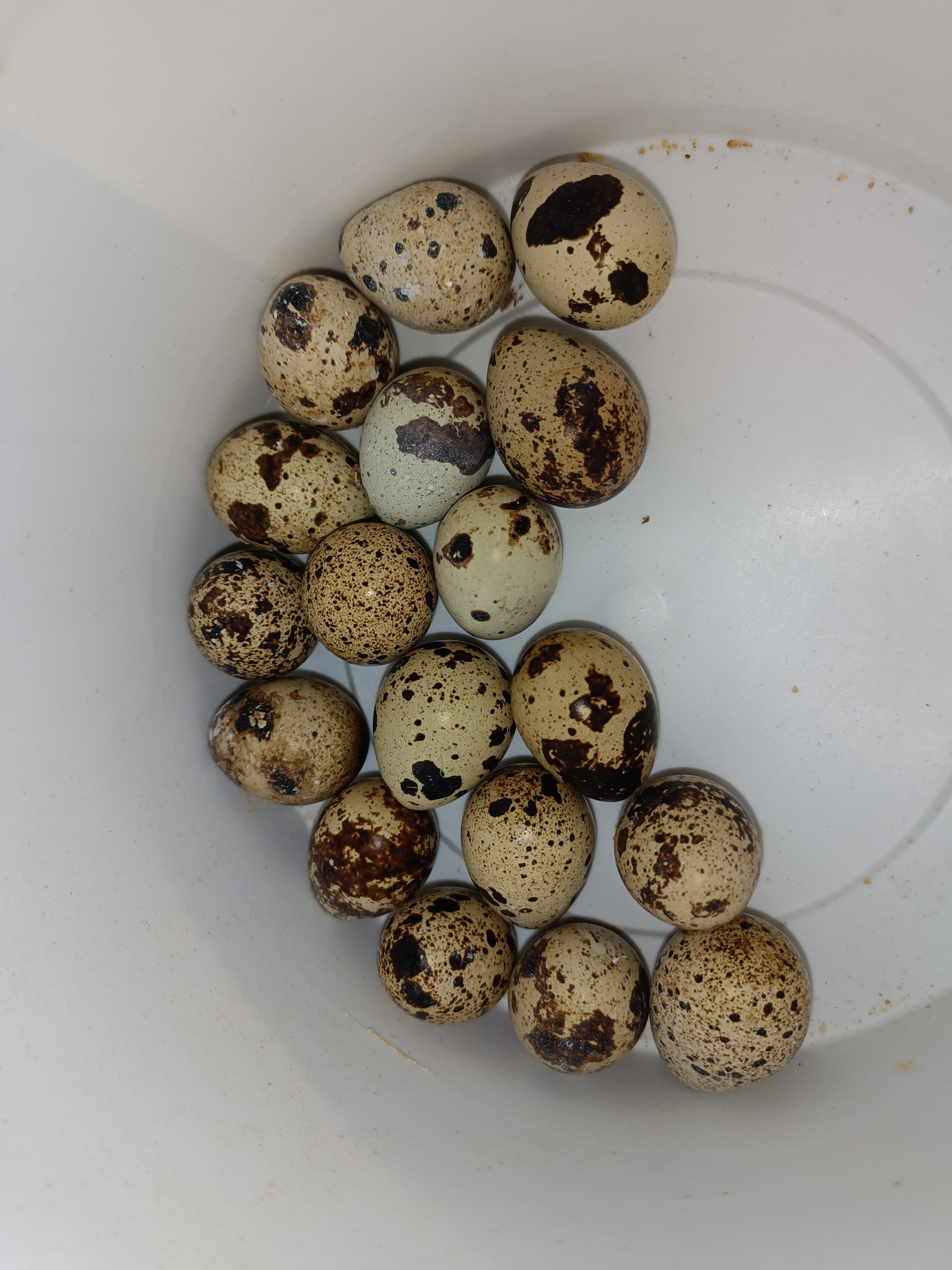 Texas bildirçin yumurtası