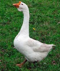 Damazlıq linda qaz cütü satılır
