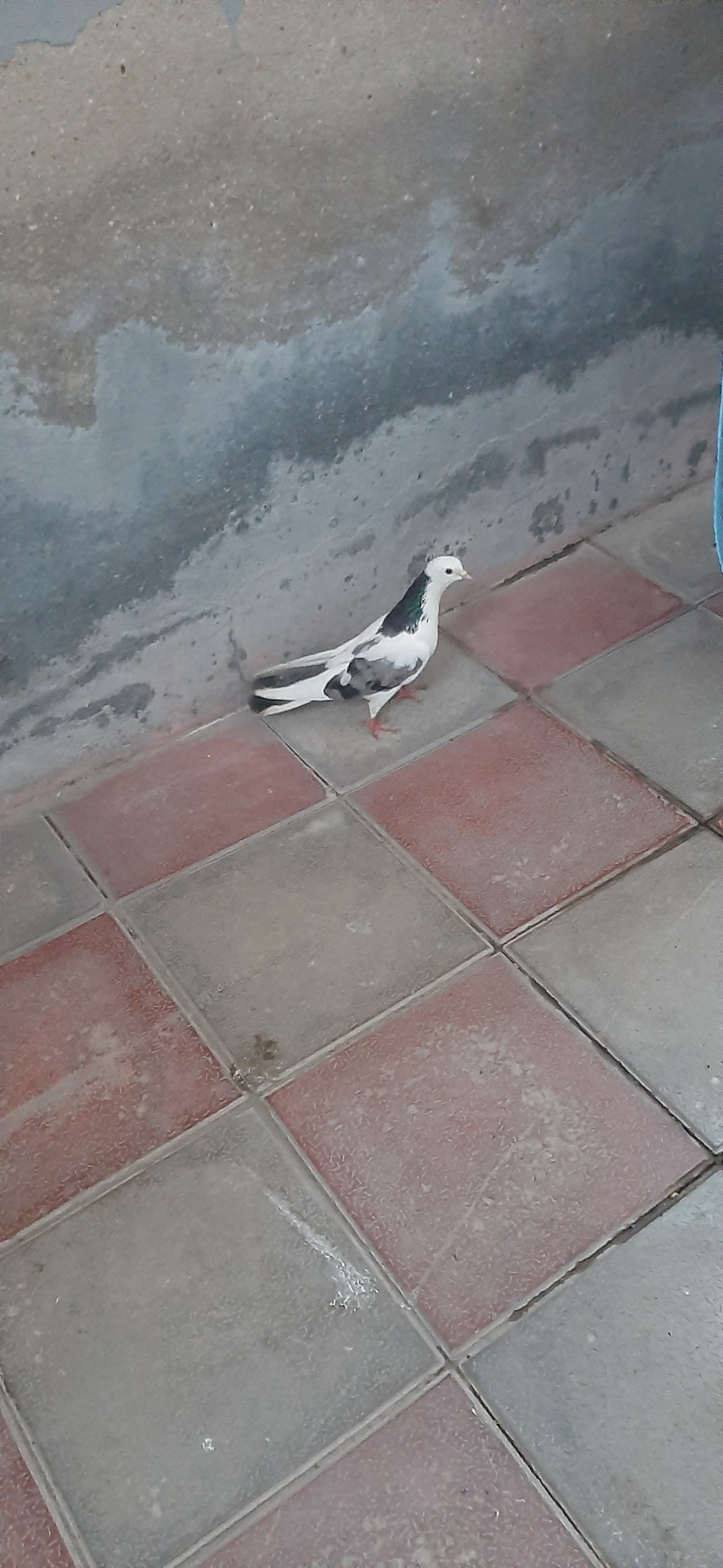 Hamısı uçan quşlardı