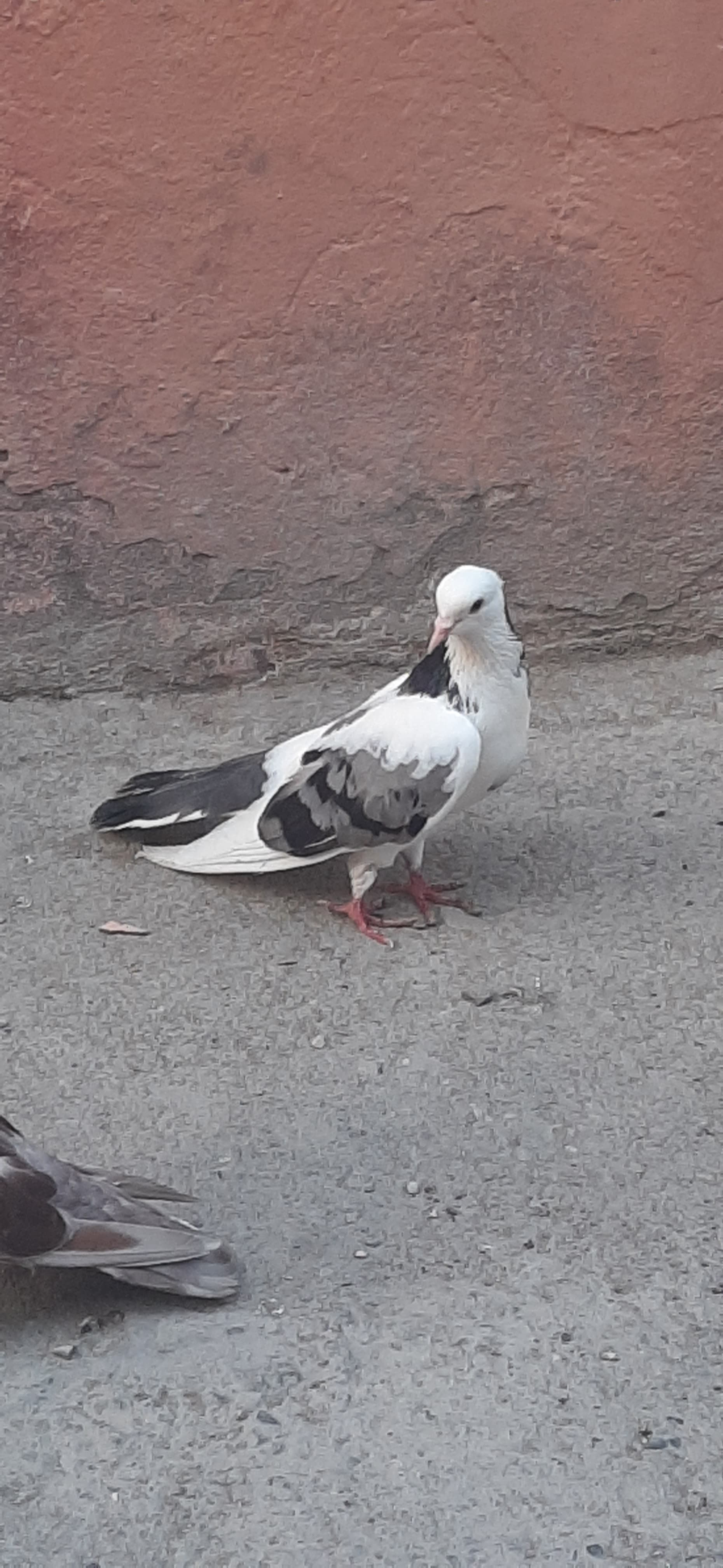 Hamısı uçan quşlardı