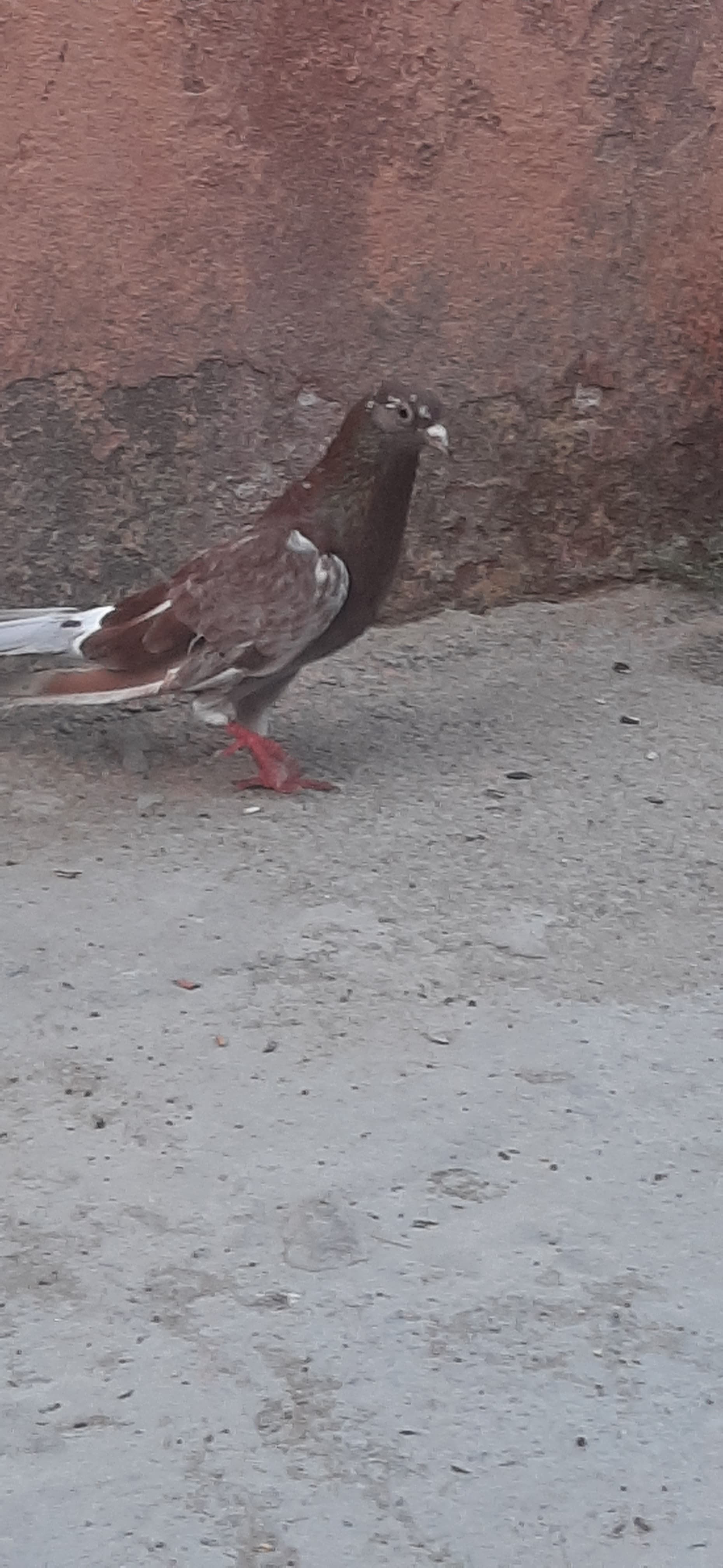 Hamısı uçan quşlardı