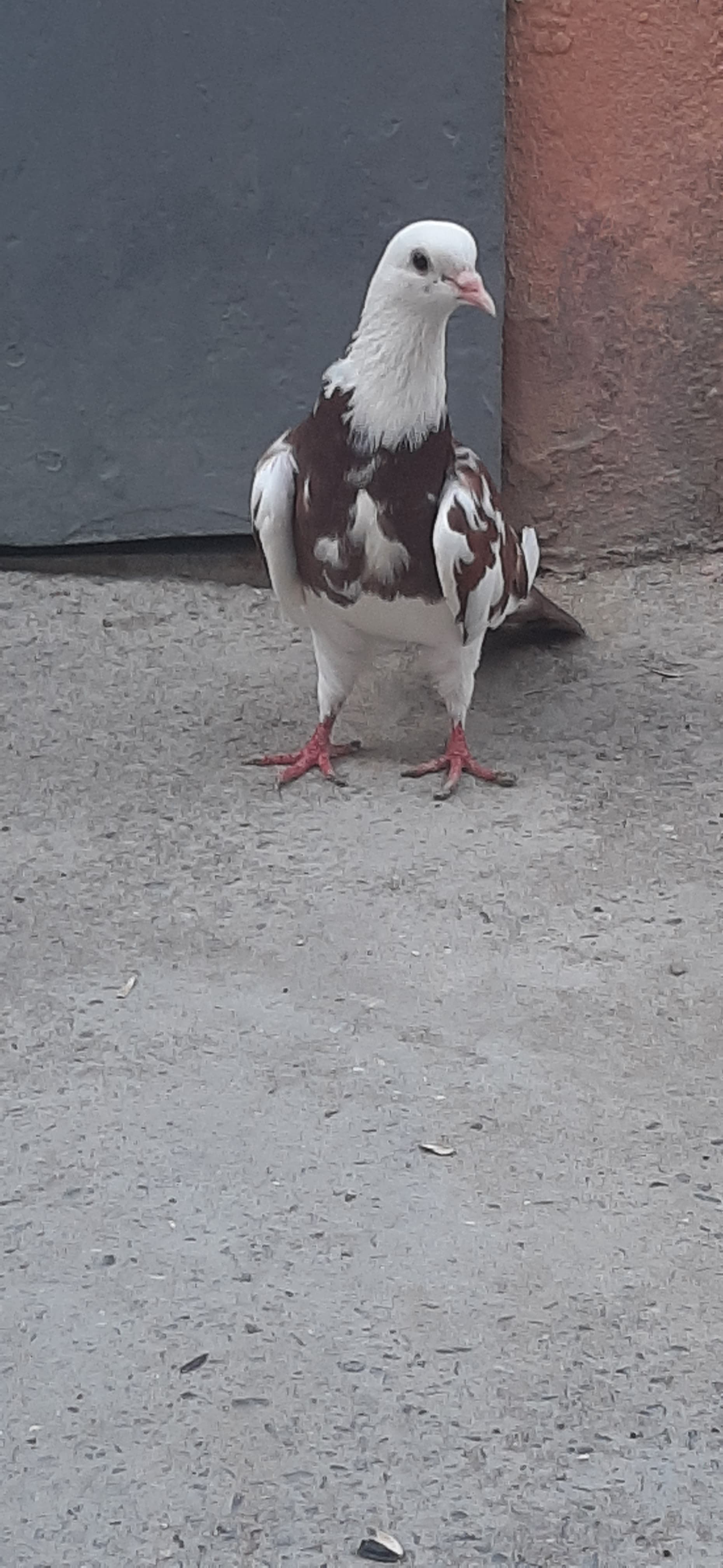 Hamısı uçan quşlardı