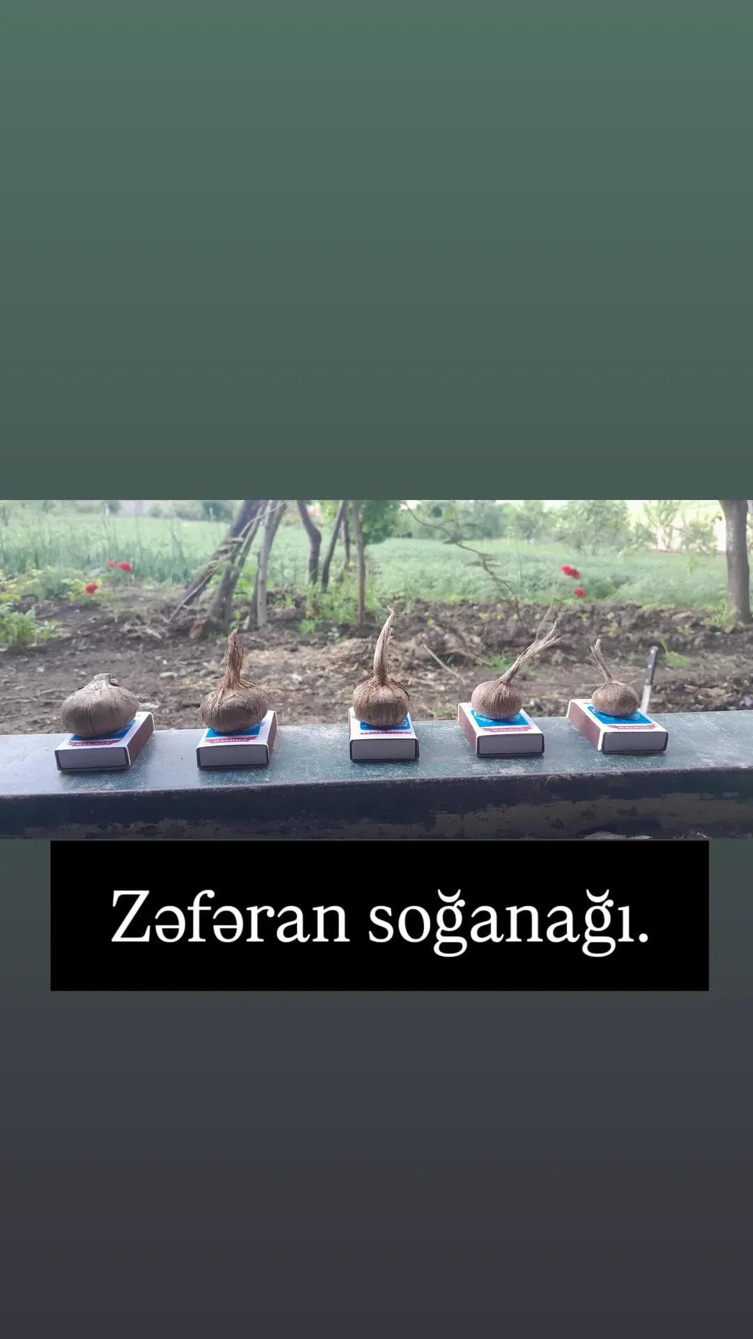 Zəfəran soğanağı