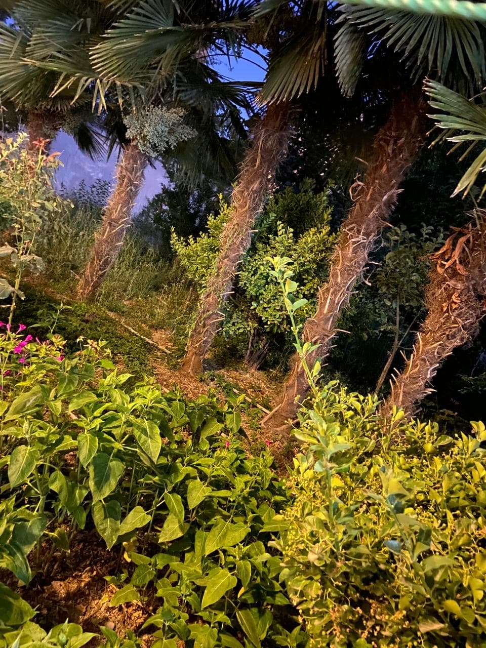 Palma agaci