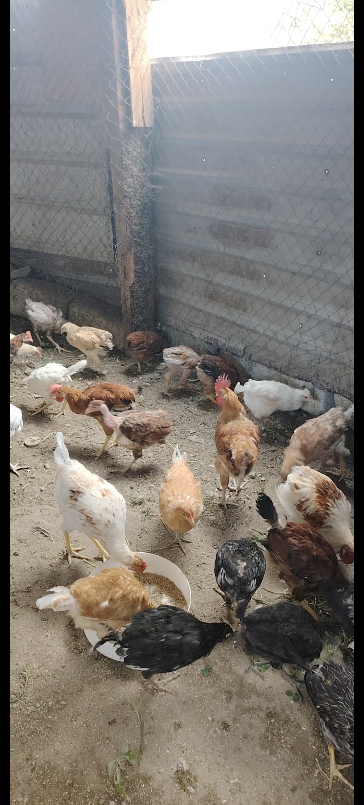 Toyuq Çolpa