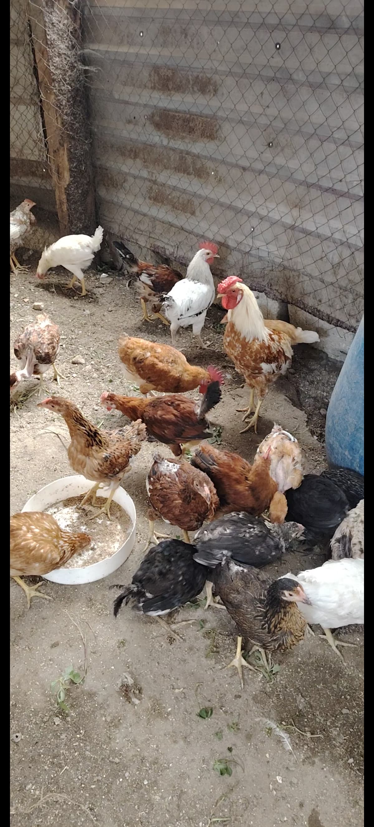Toyuq Çolpa