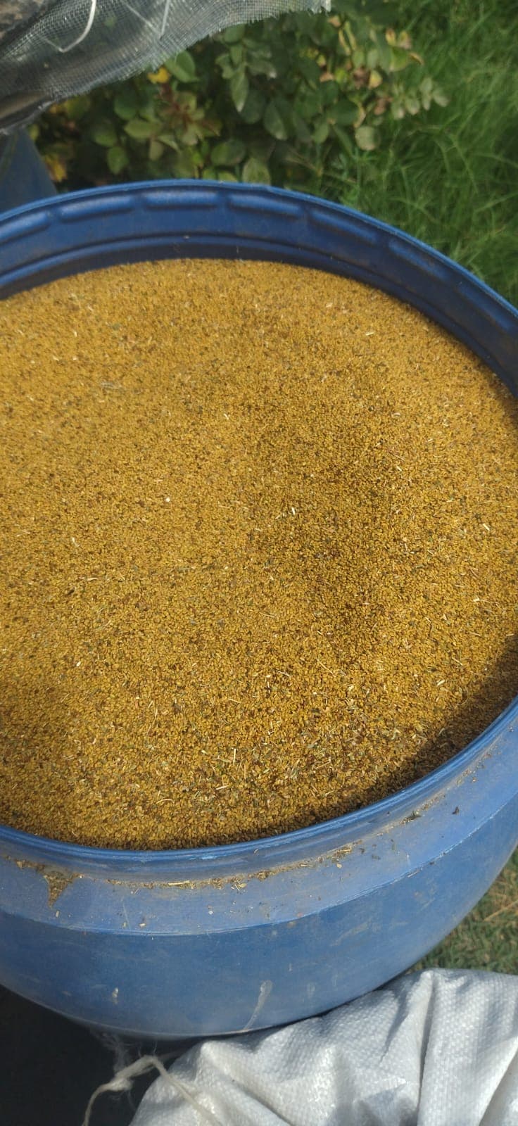 Yonca toxumu satilir  temizlenmis