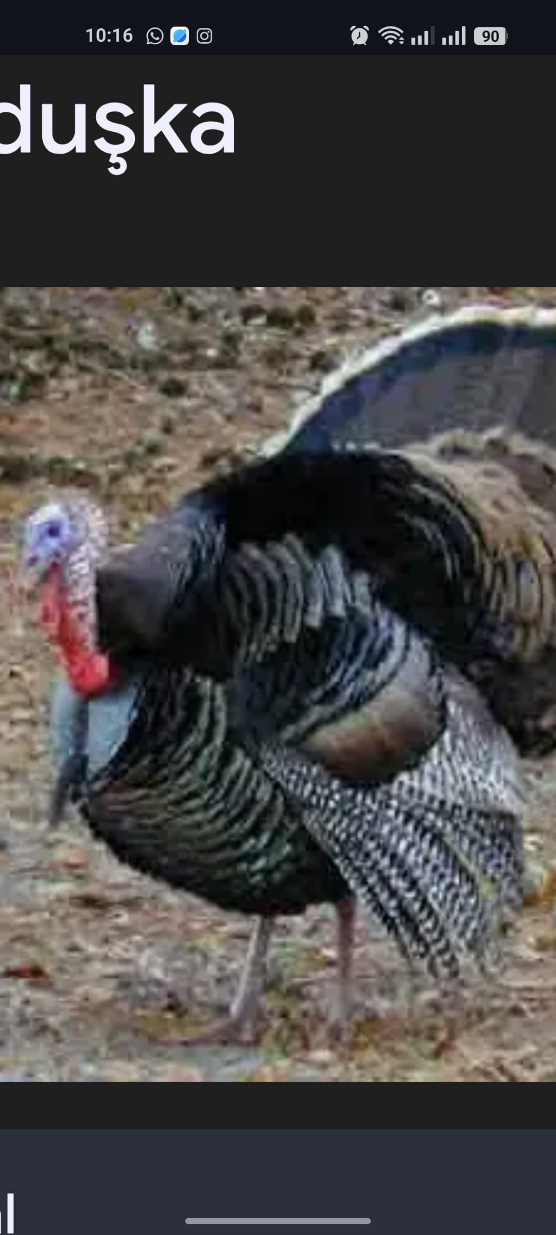 Hinduşka satişi