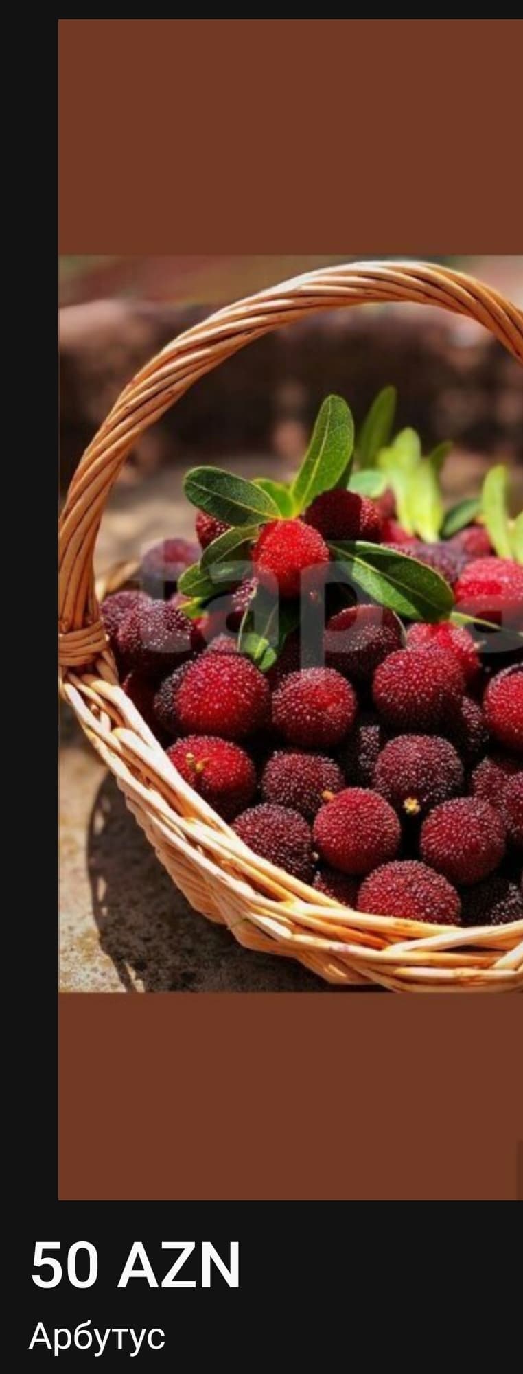 Arbutus (çiyələk ağacı)