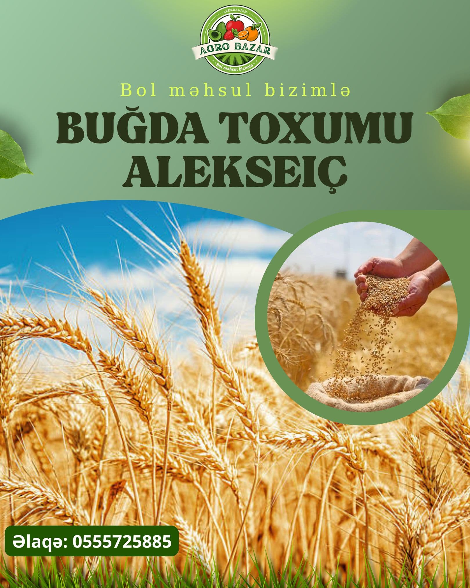 Alekseiç - Elit buğda toxumu